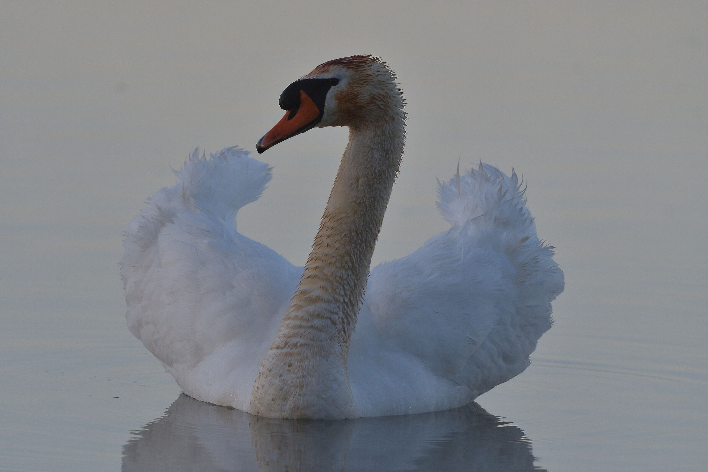 Royal swan at dawn in the fog