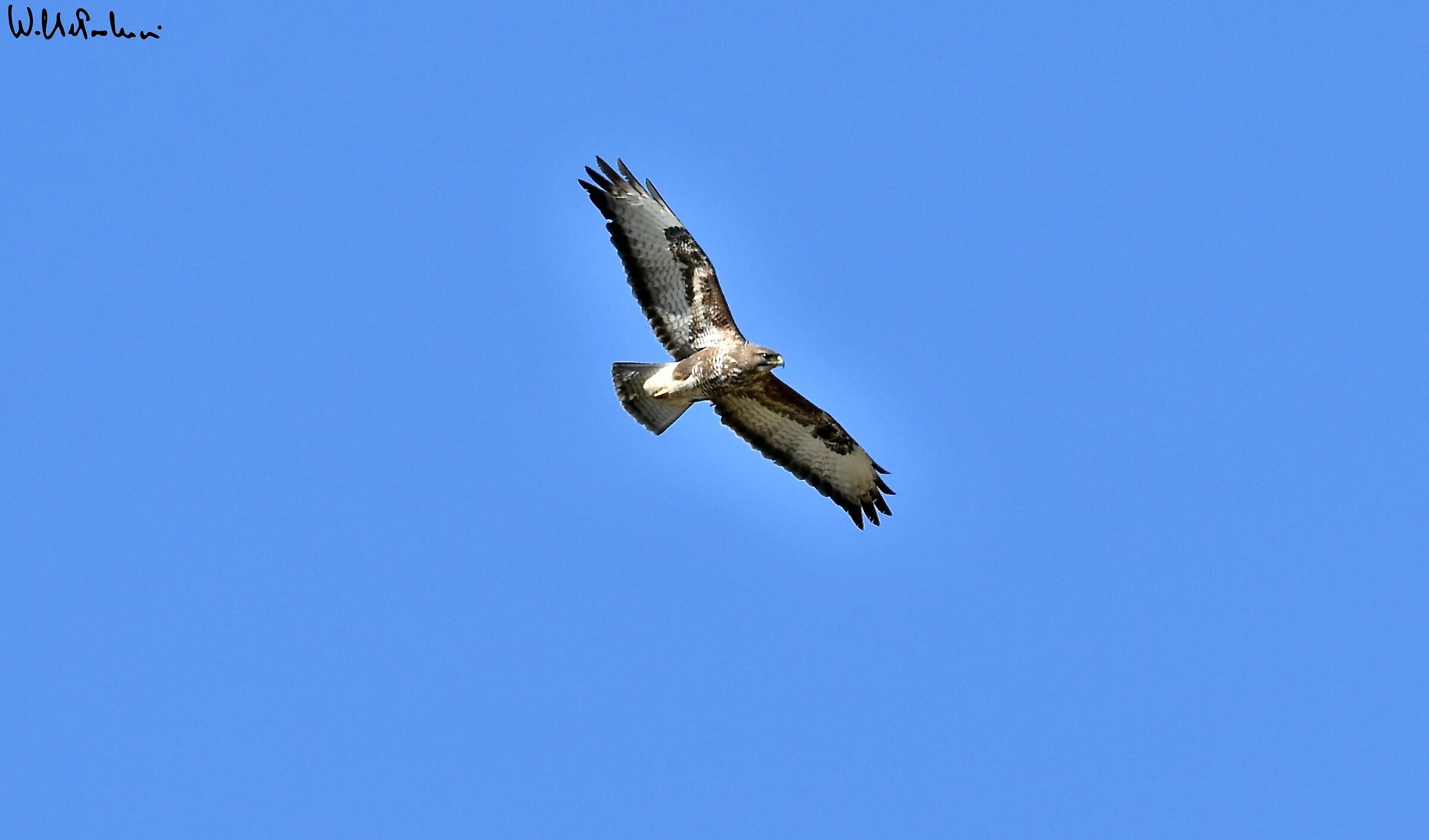 Buzzard 1
