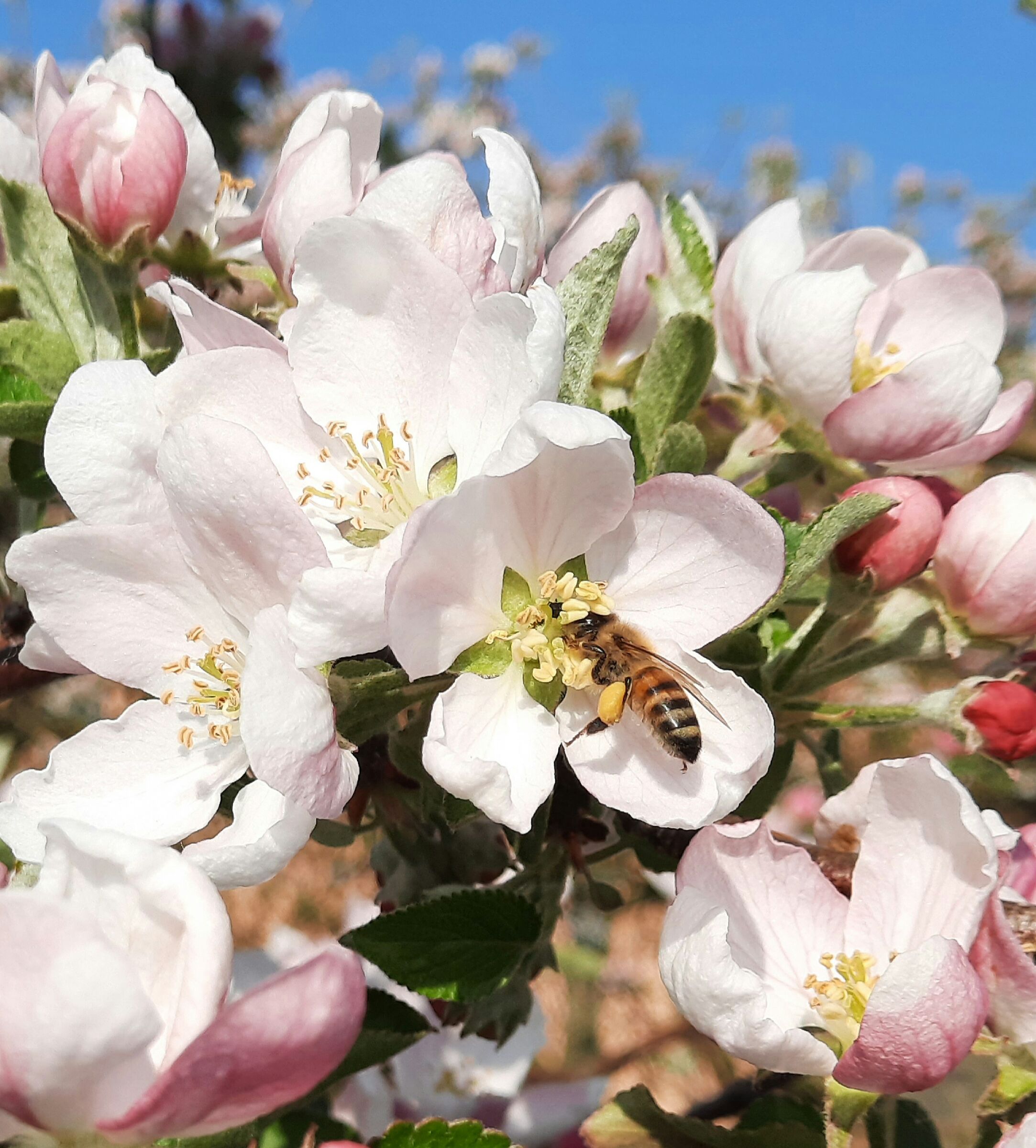 Fiori di melo con ape 2