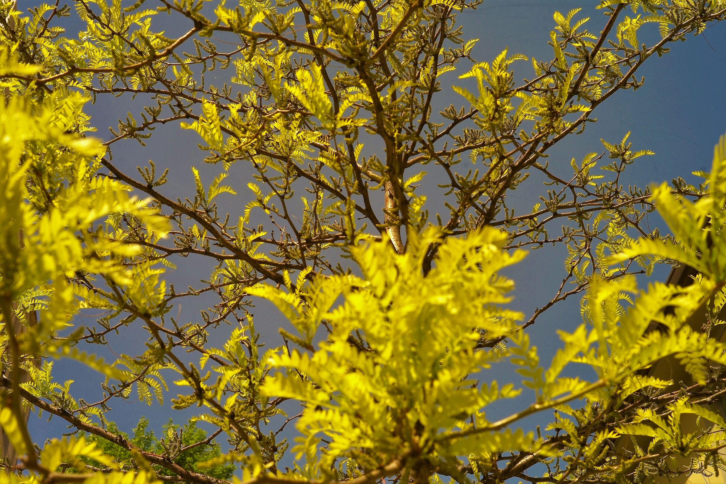 Anche la natura inneggia ai colori della Ucraina