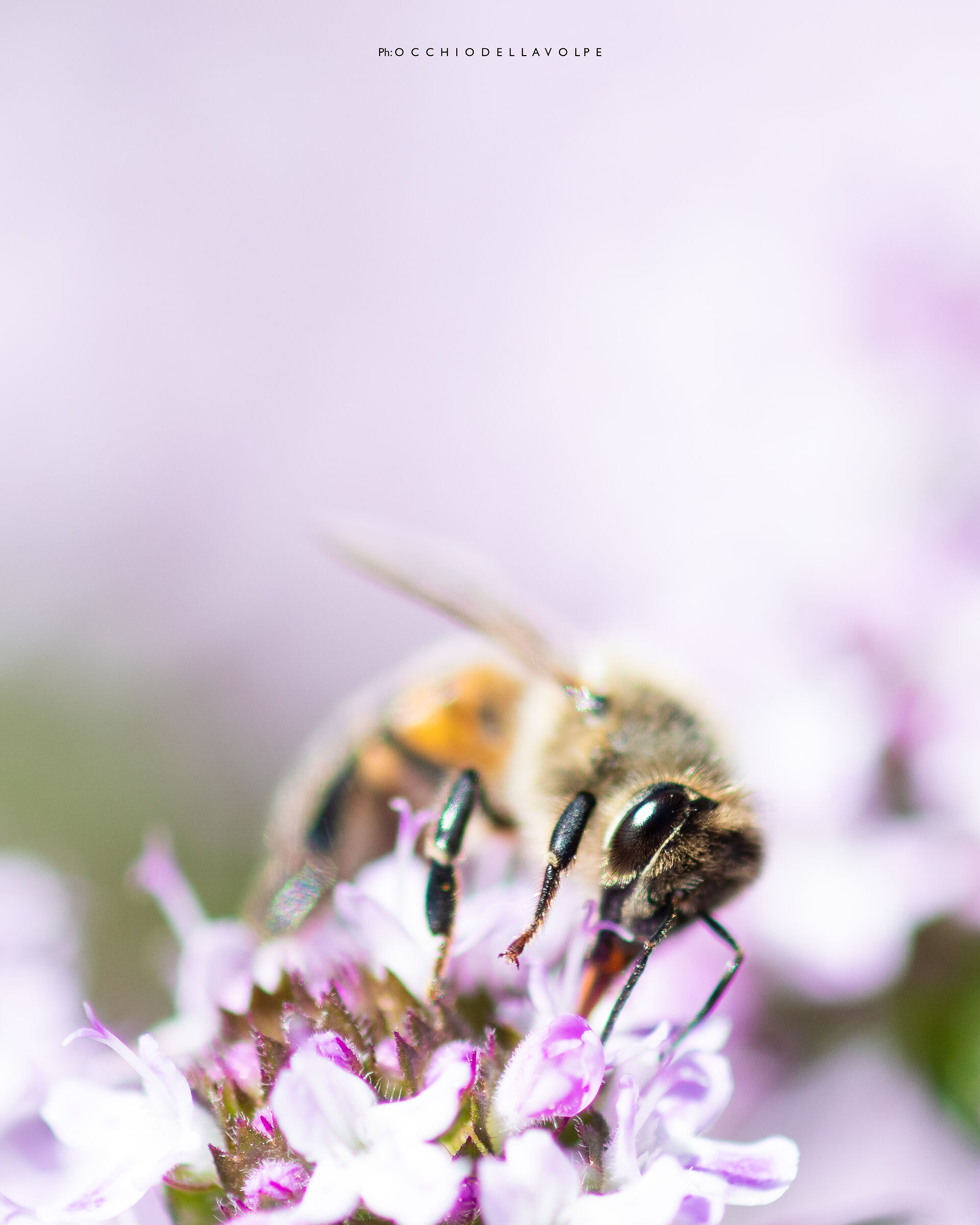 Bee in spring
