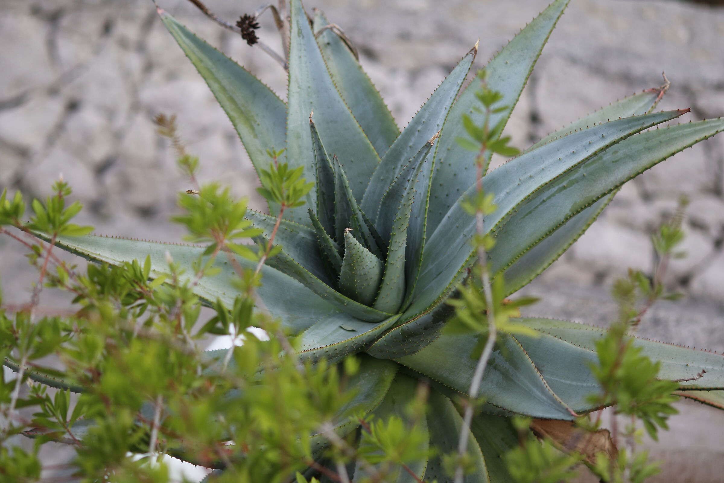 F. 2.0 - 1/ 250 - ISO 125