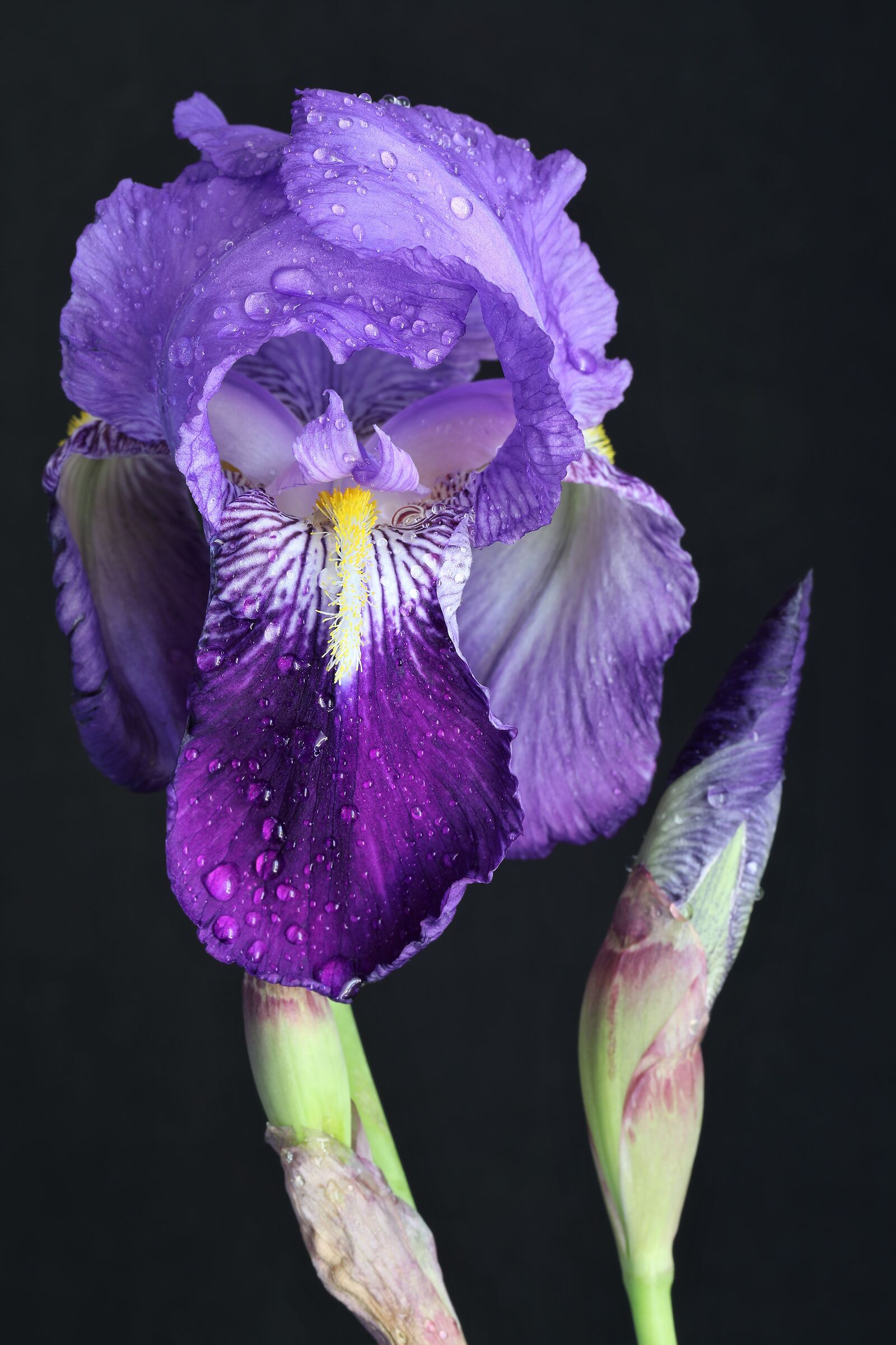 Iris