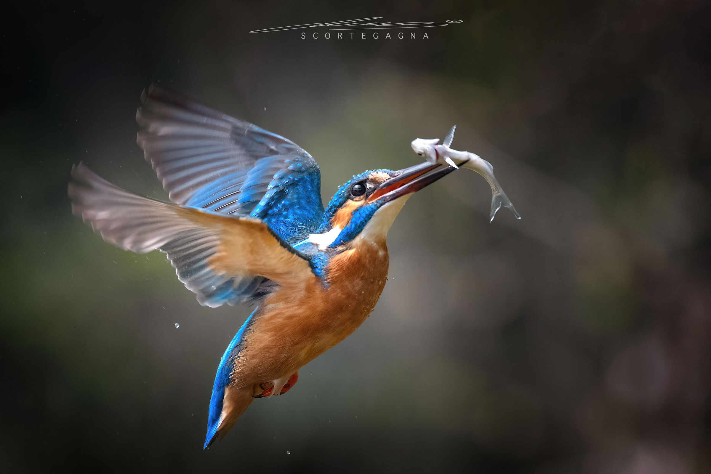 Martin Pescatore con preda