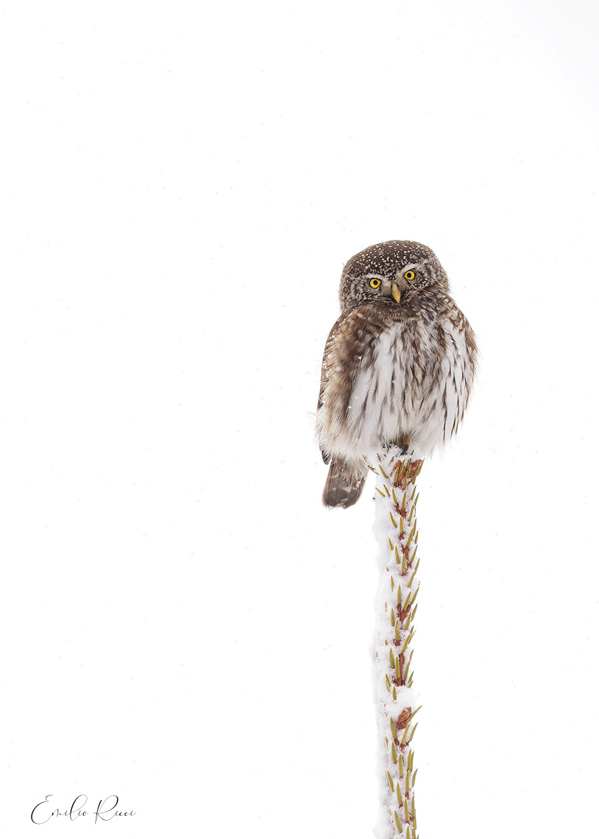 dwarf owl