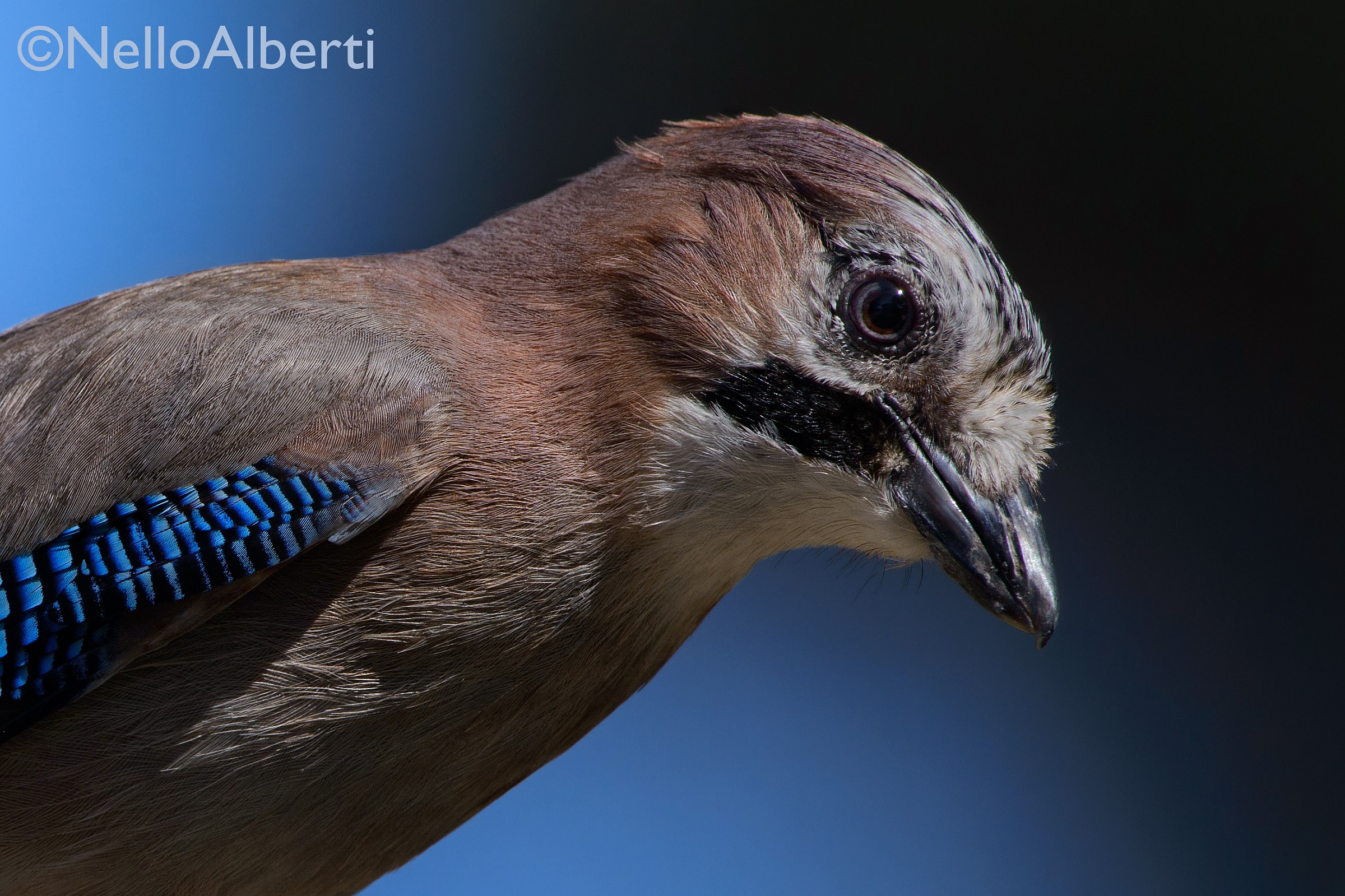 ghiandaia primo piano