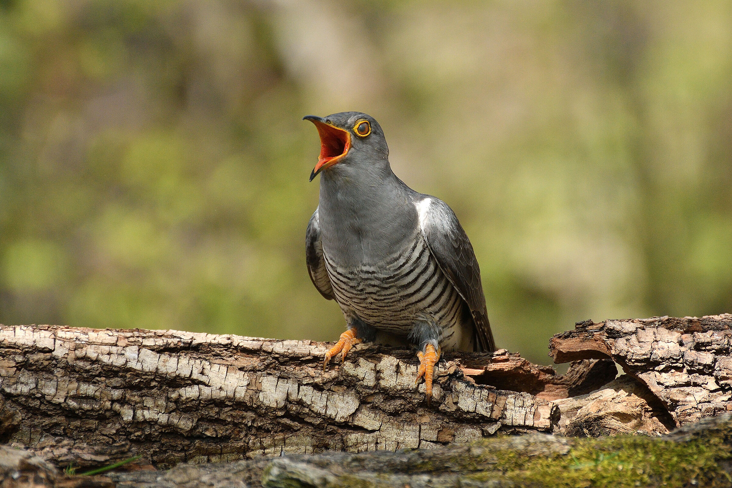 A scuarciagola Cuckoo