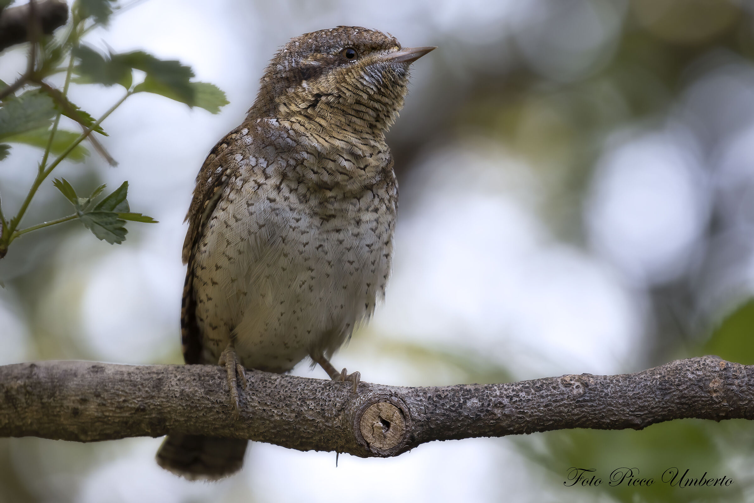 WRYNECK