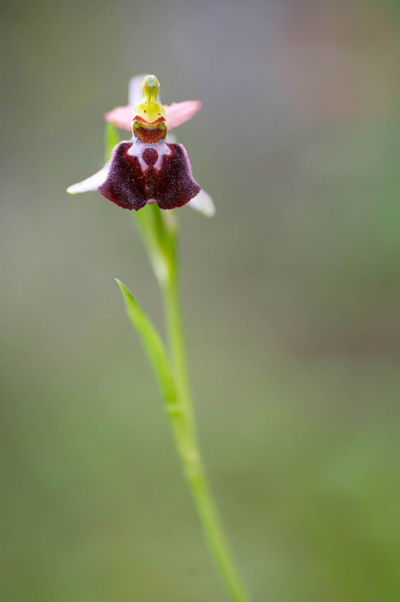 Ophrys??