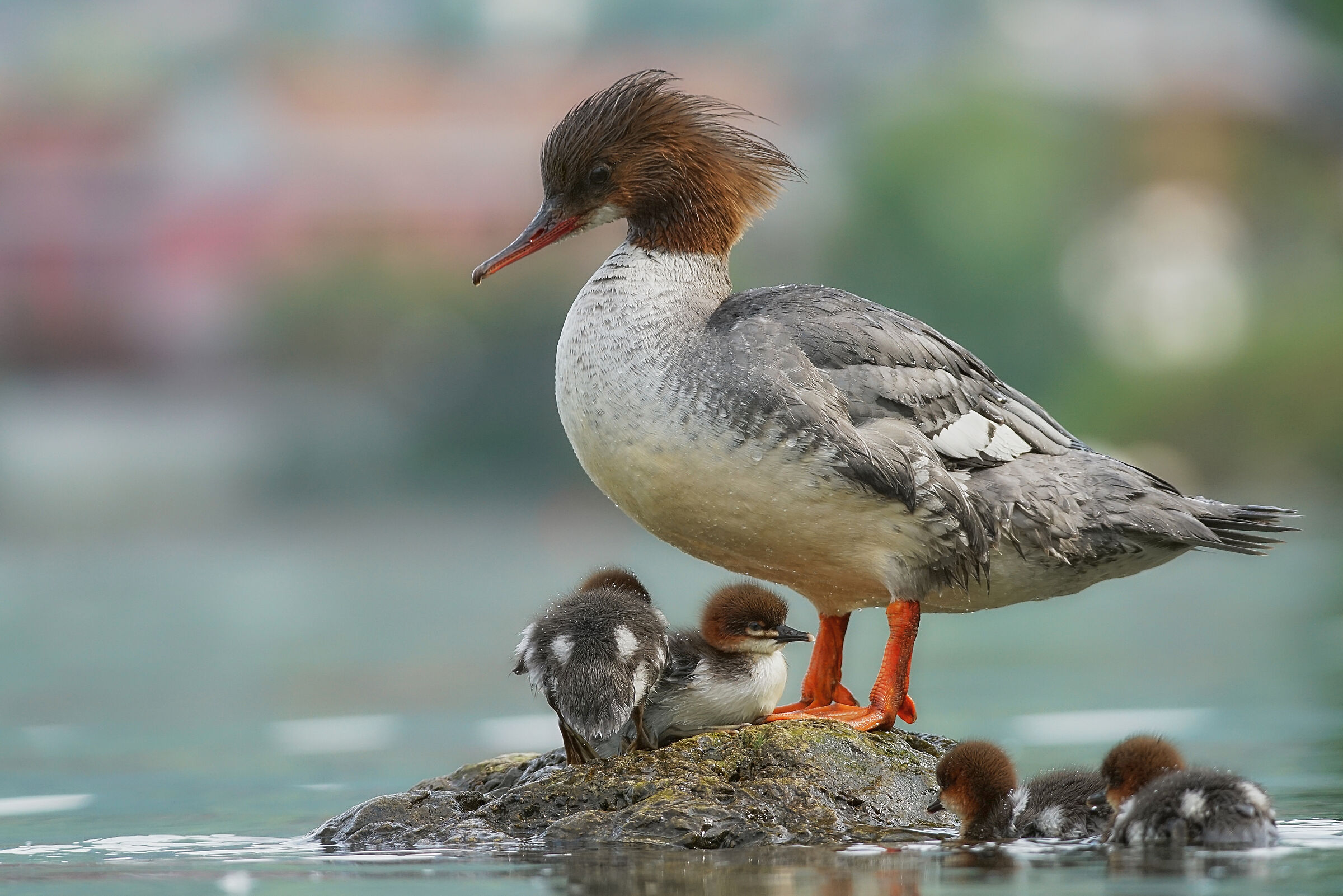 Smergo Maggiore - repertorio