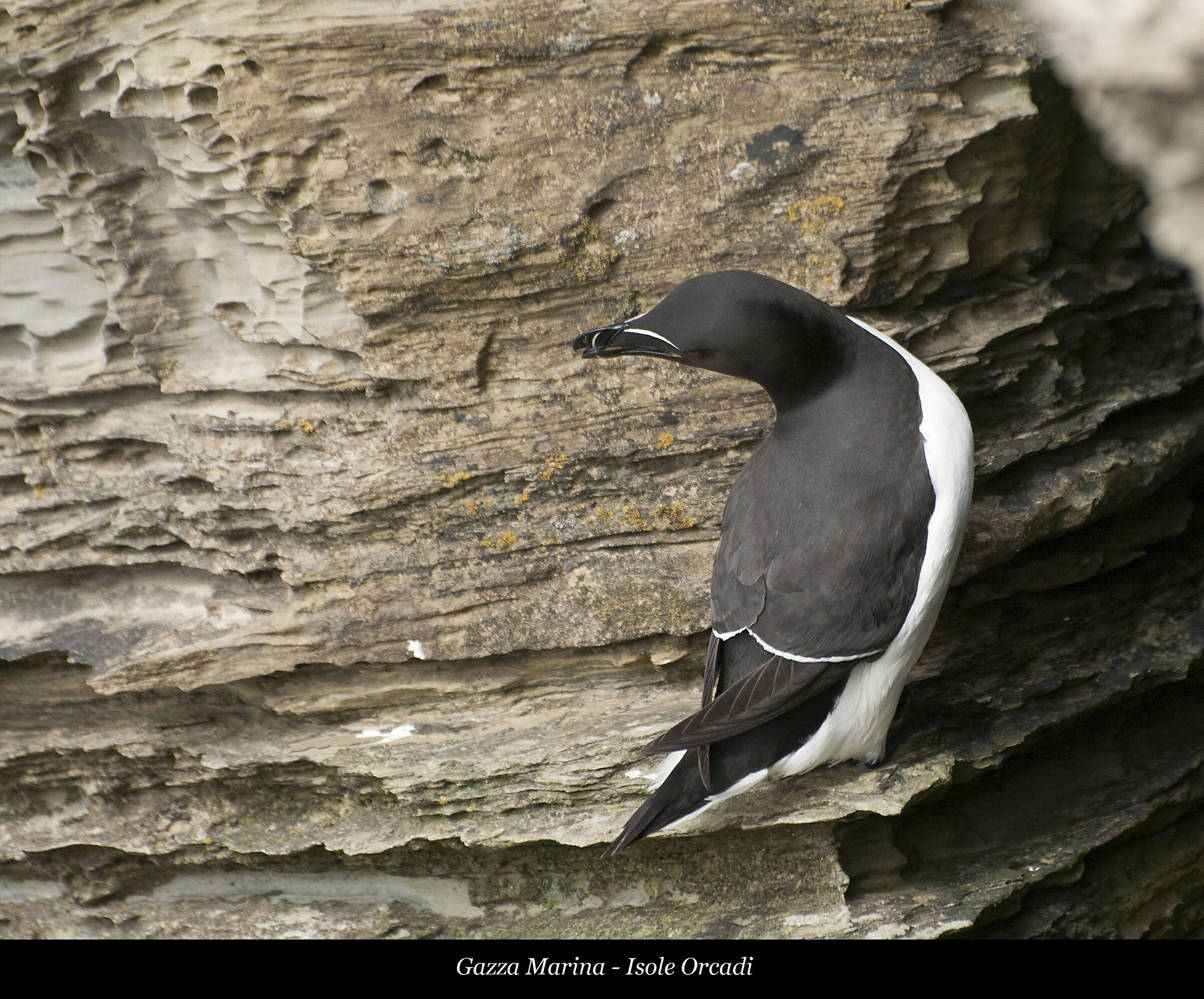 Magpie sea - Orkney Islands