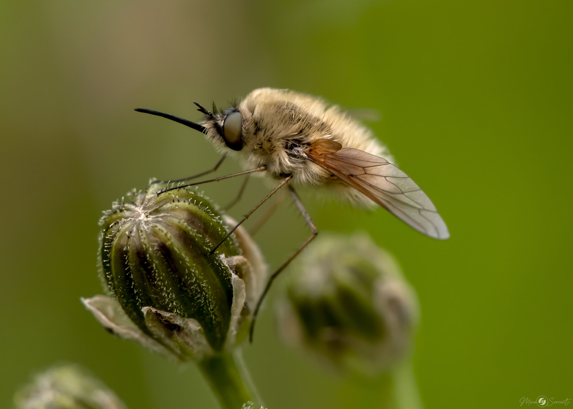 Bombylius major !