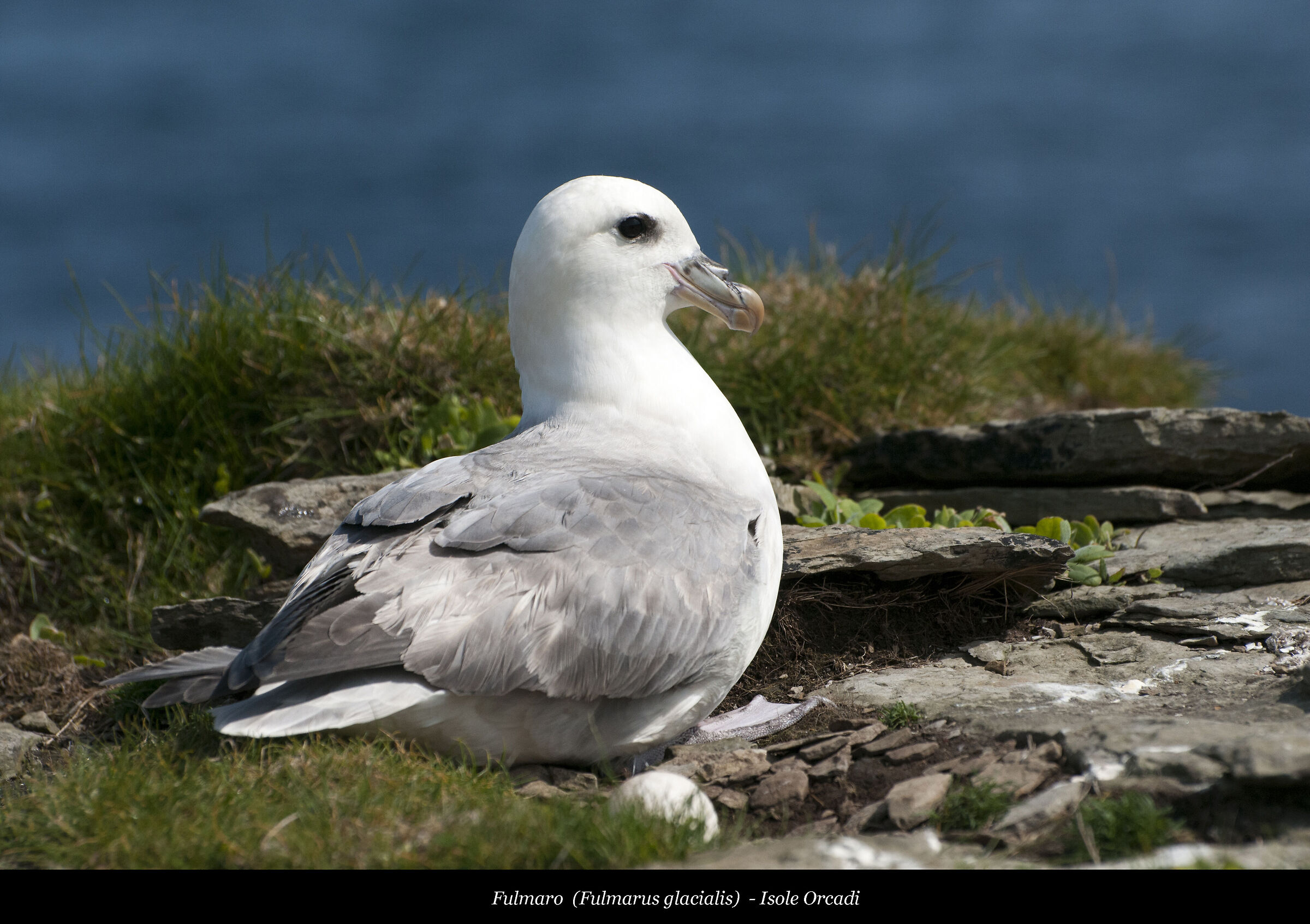 Fulmaro from Orkney Islands