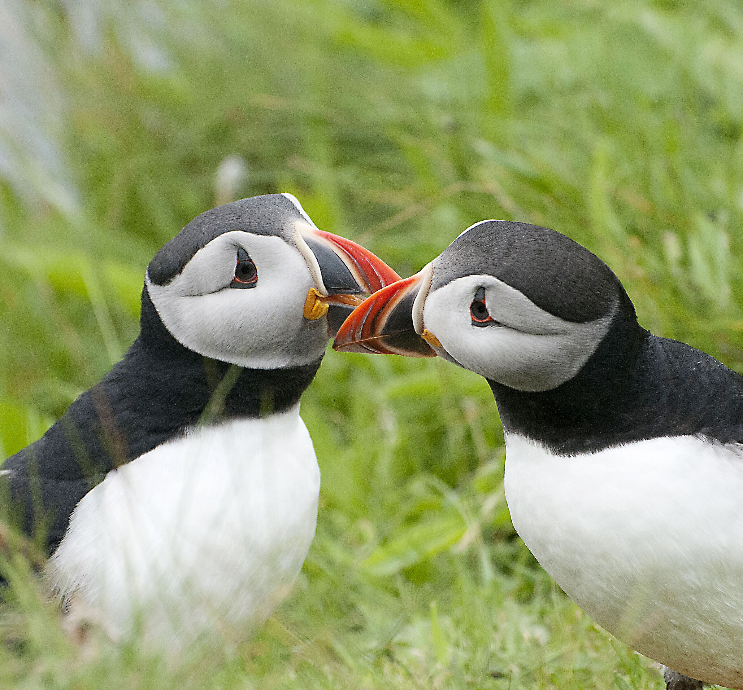 Puffin - Puffin - Orkney Islands
