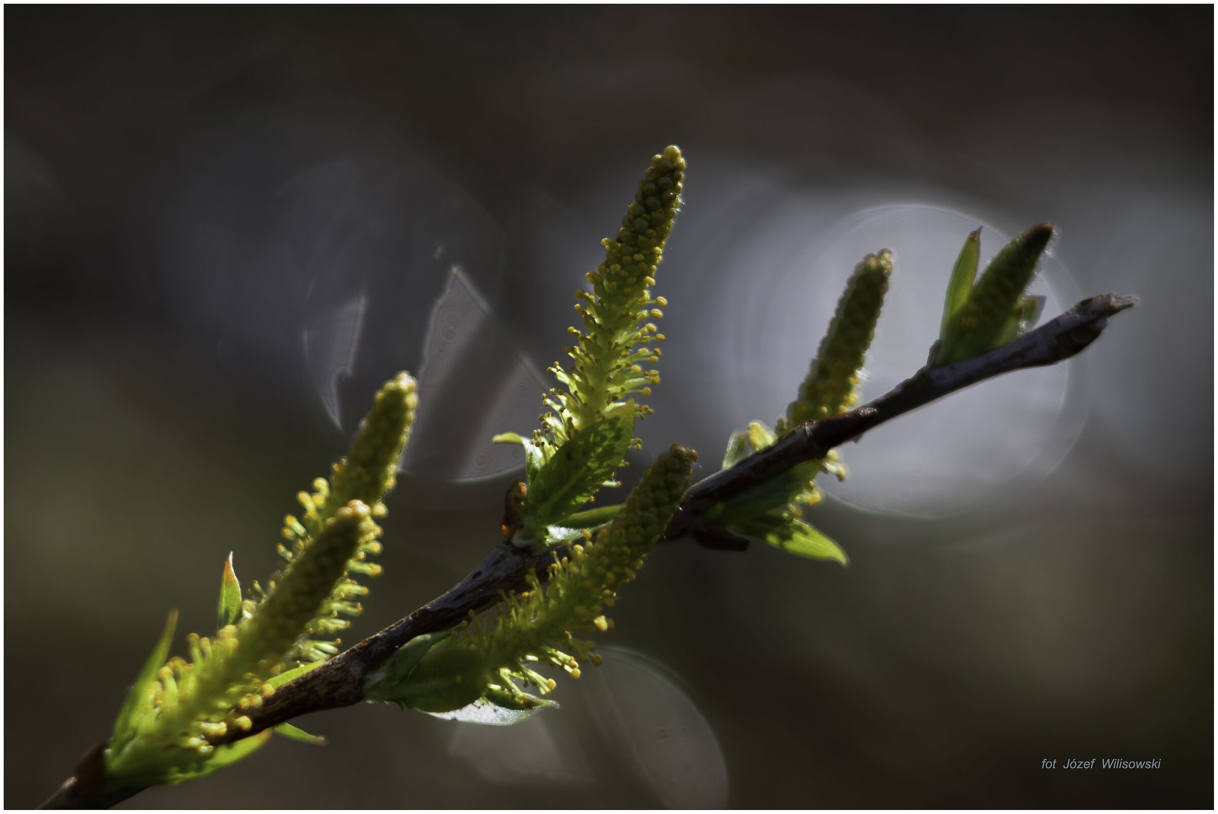 Diaplan 80/2,8 modificato