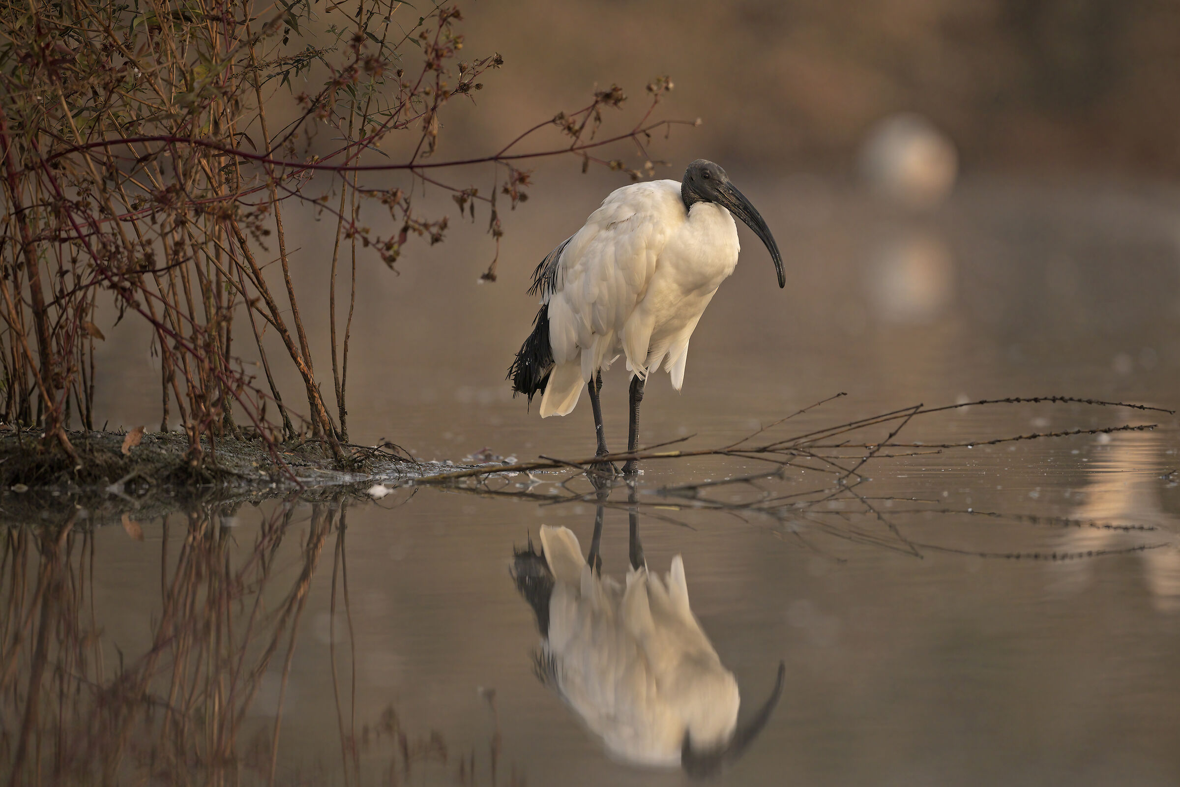 Ibis