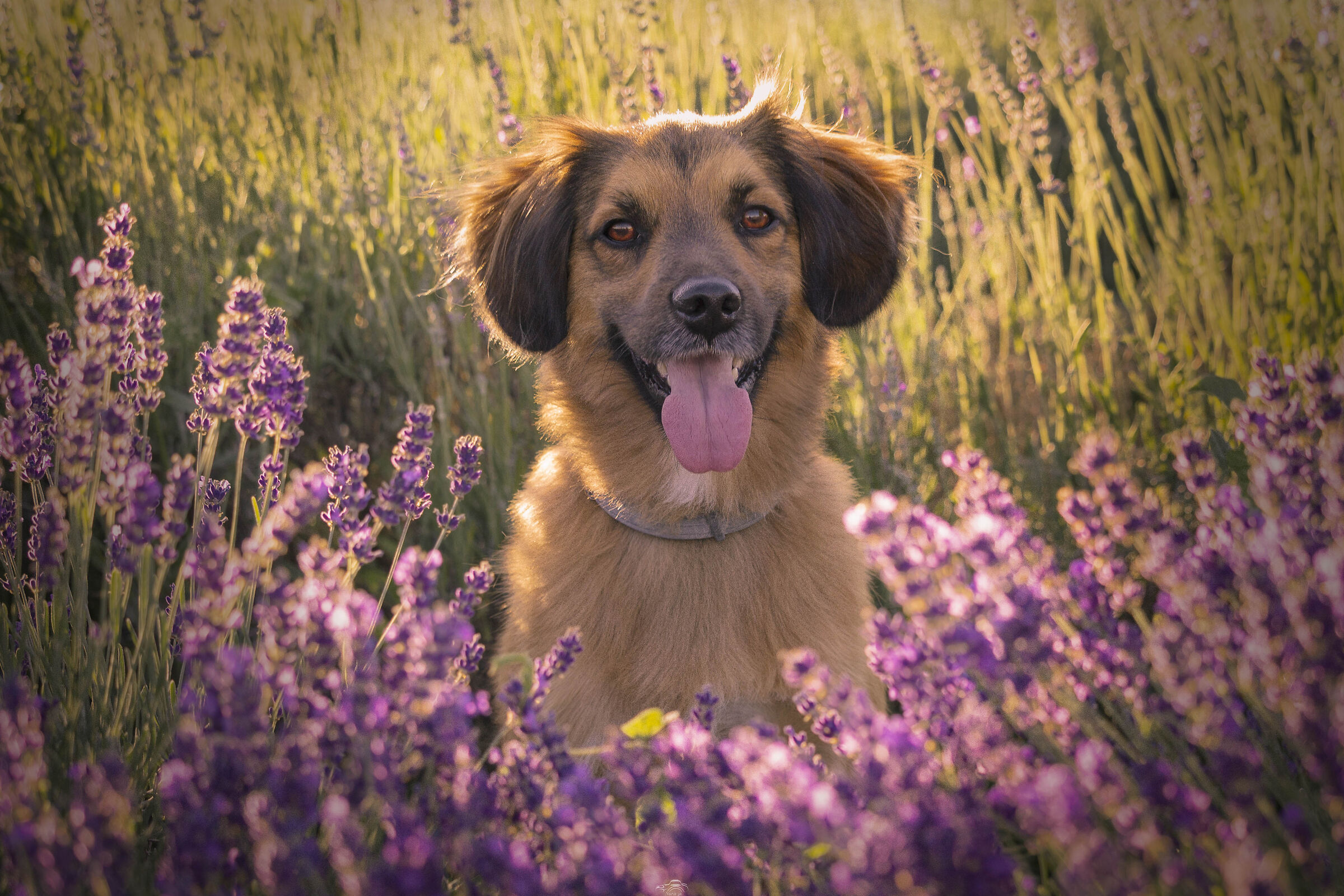 Whiskey in the lavender