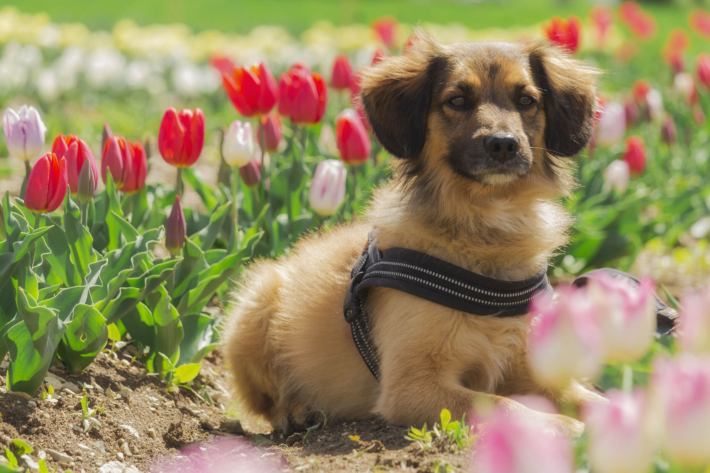 Whiskey among tulips