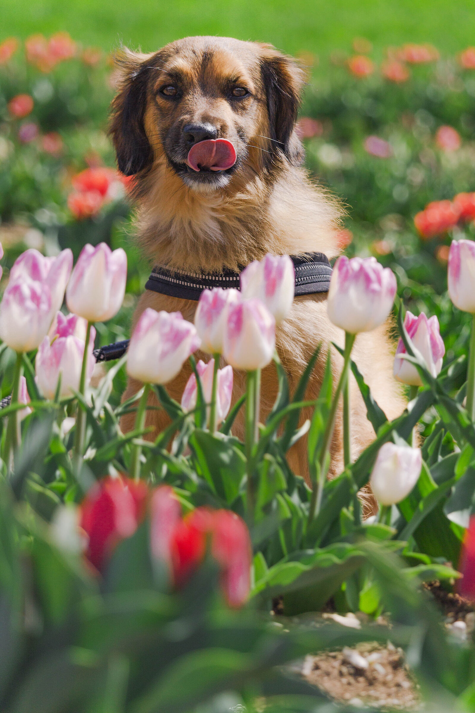Whisky & tulipani