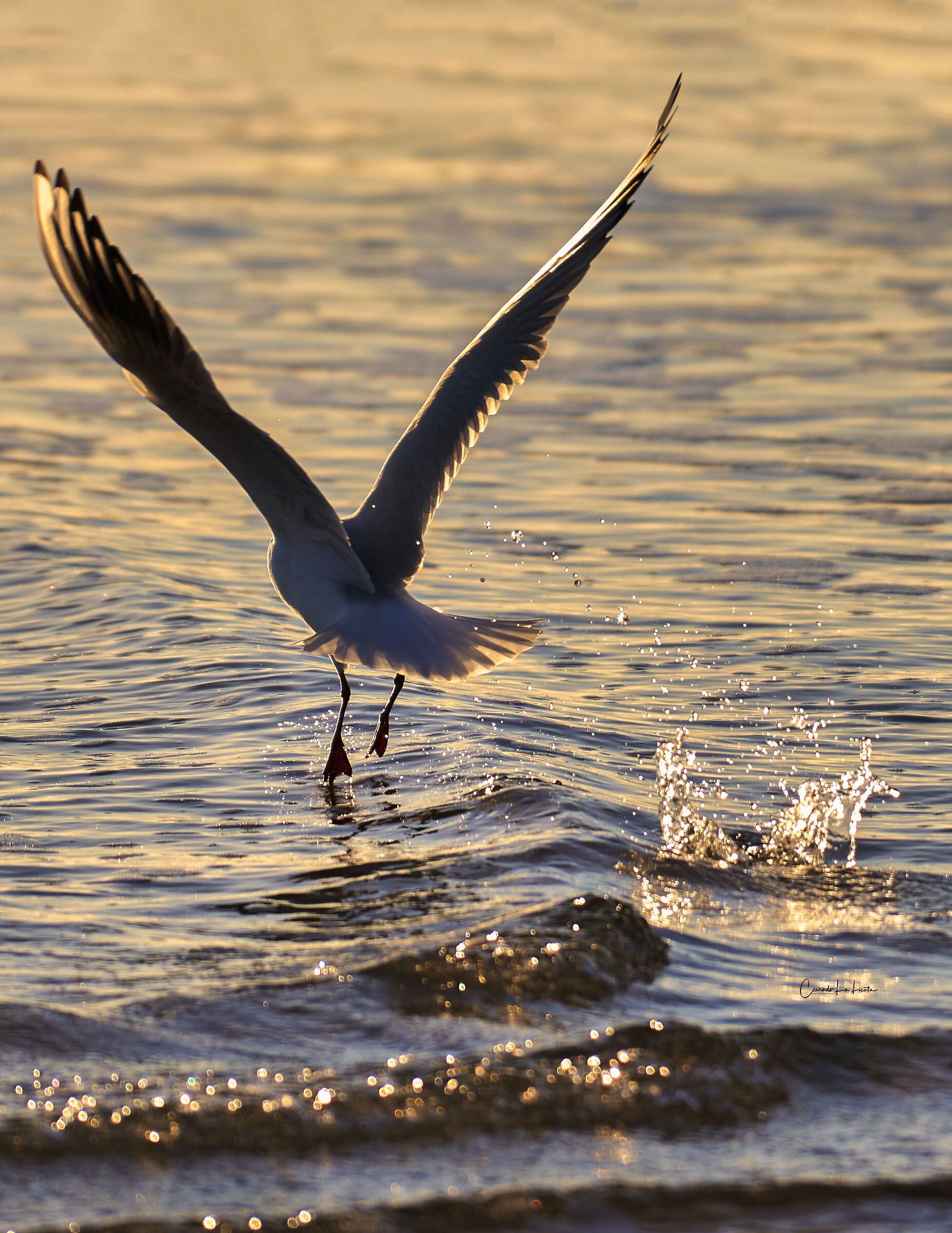 SEAGULL WINGS