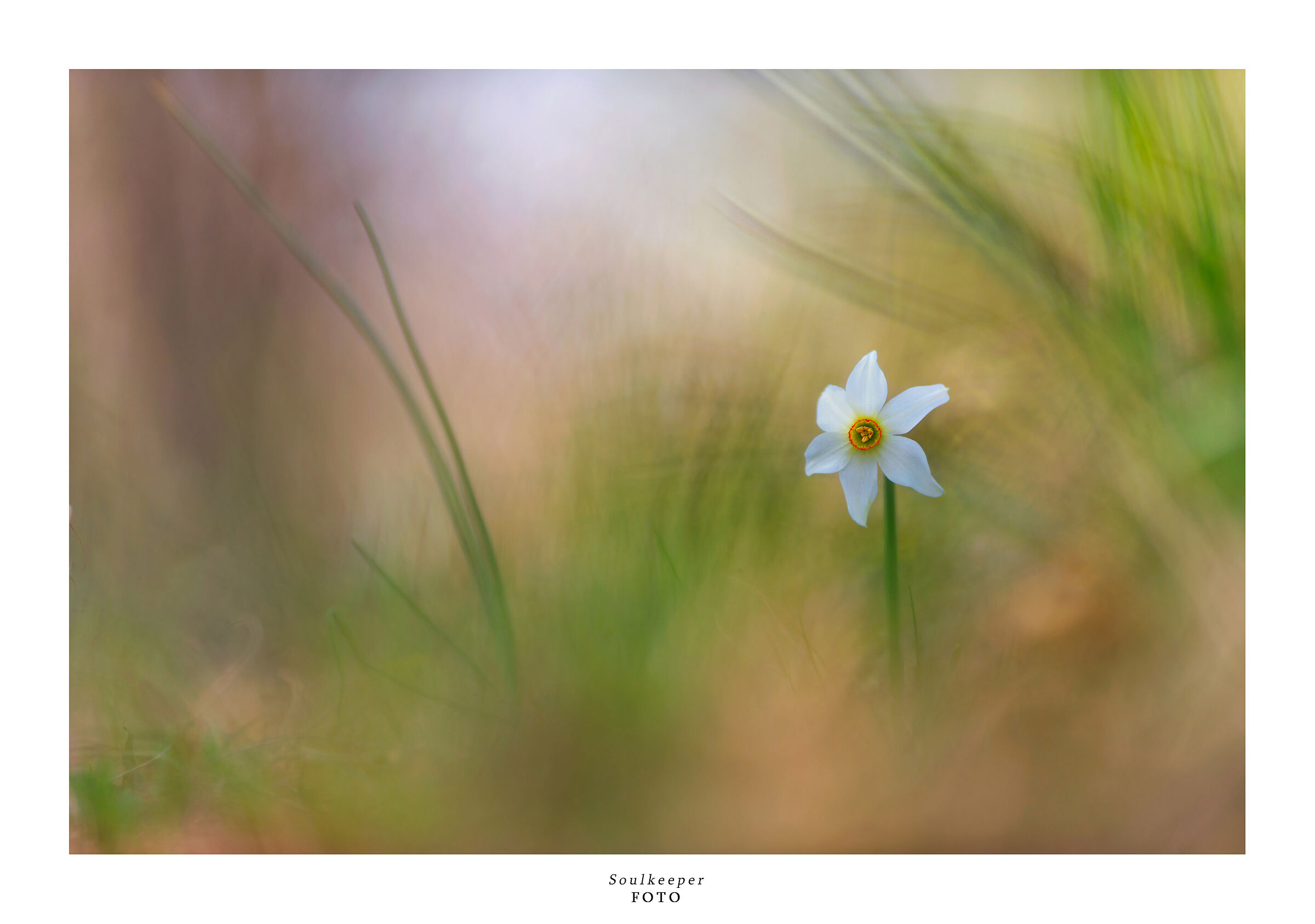 A star for me. Magic from the undergrowth.
