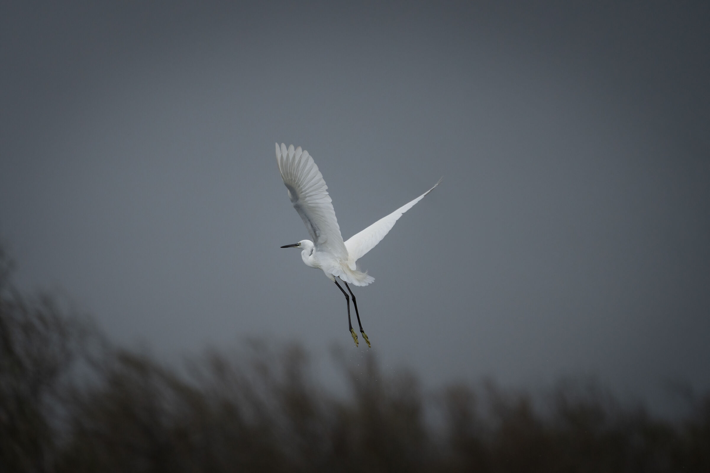 Egret SuperBird