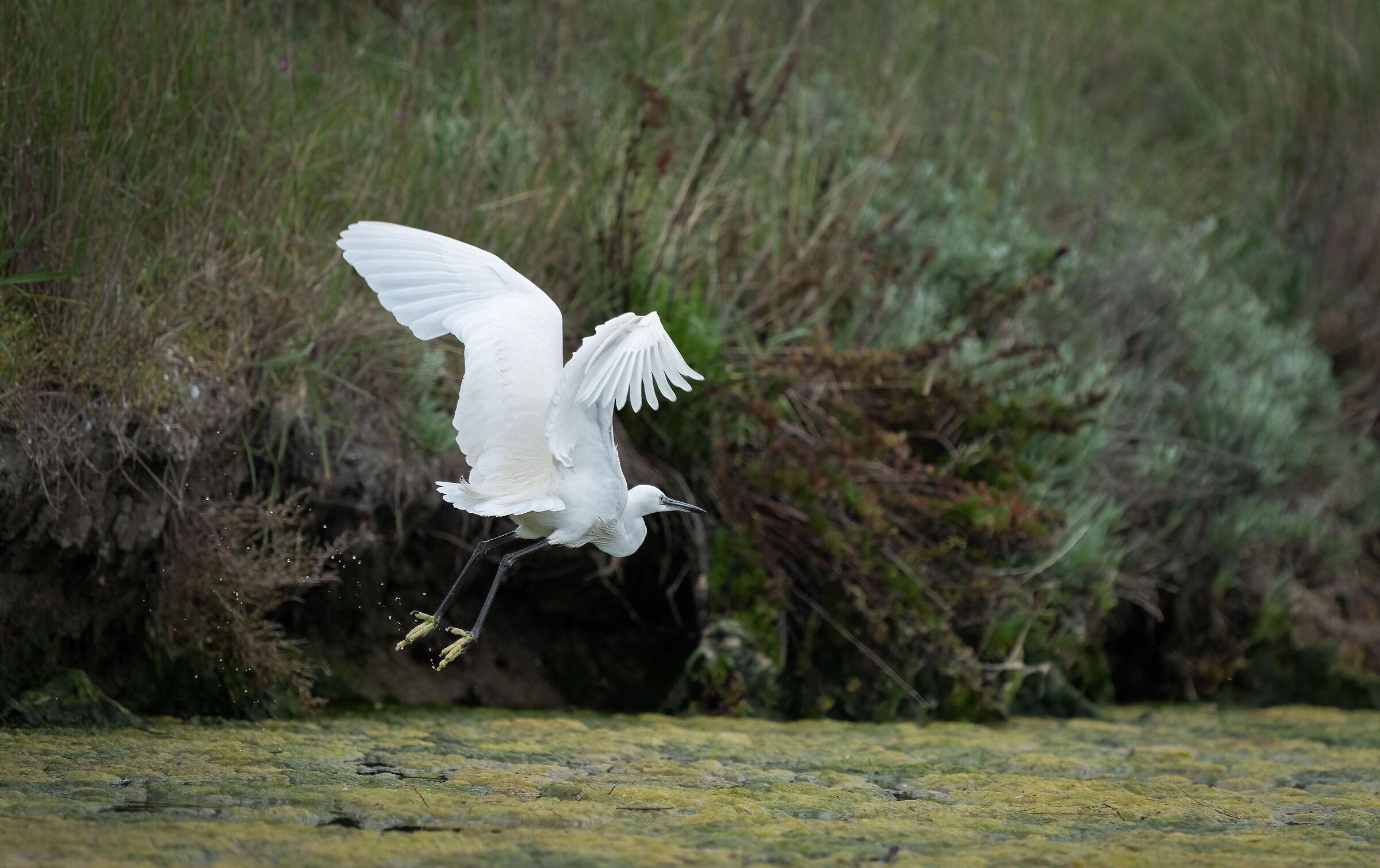 Egret on the run (Saline di Cervia)