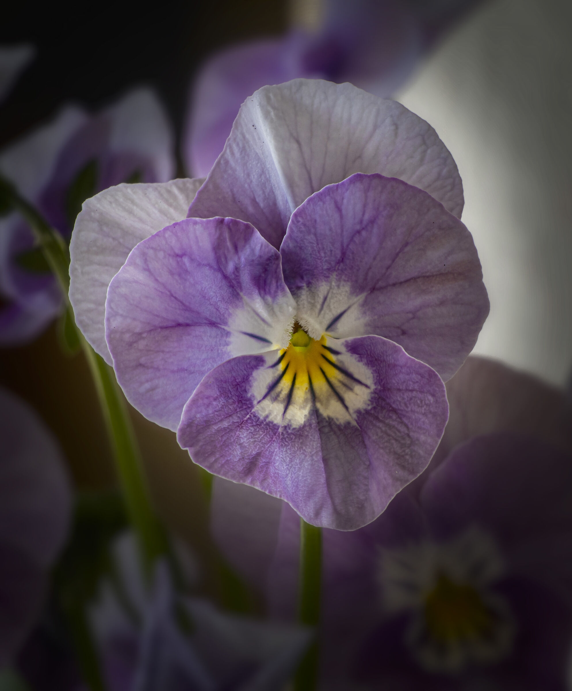 Le violette di mia moglie...