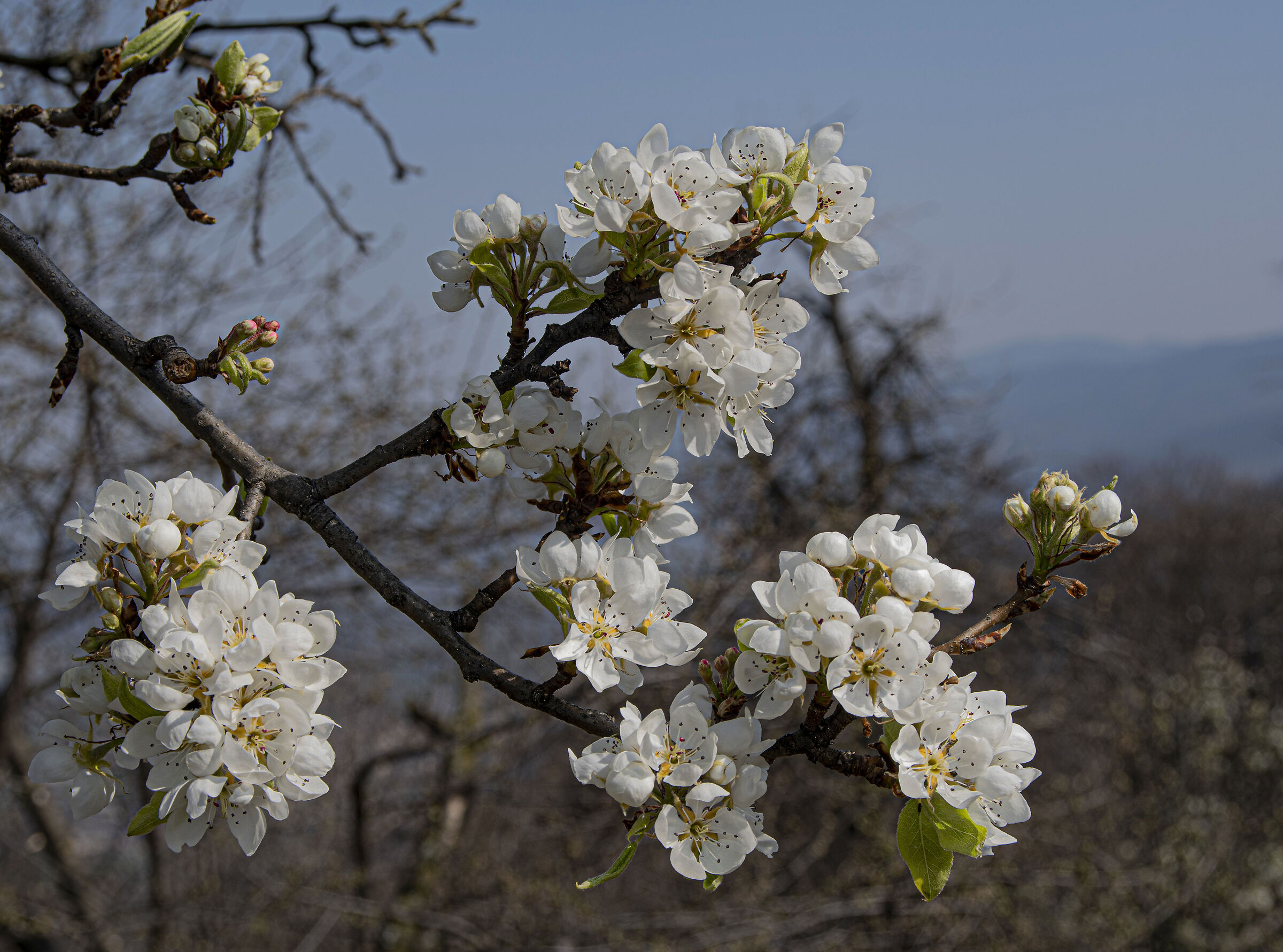 Un rametto di primavera...