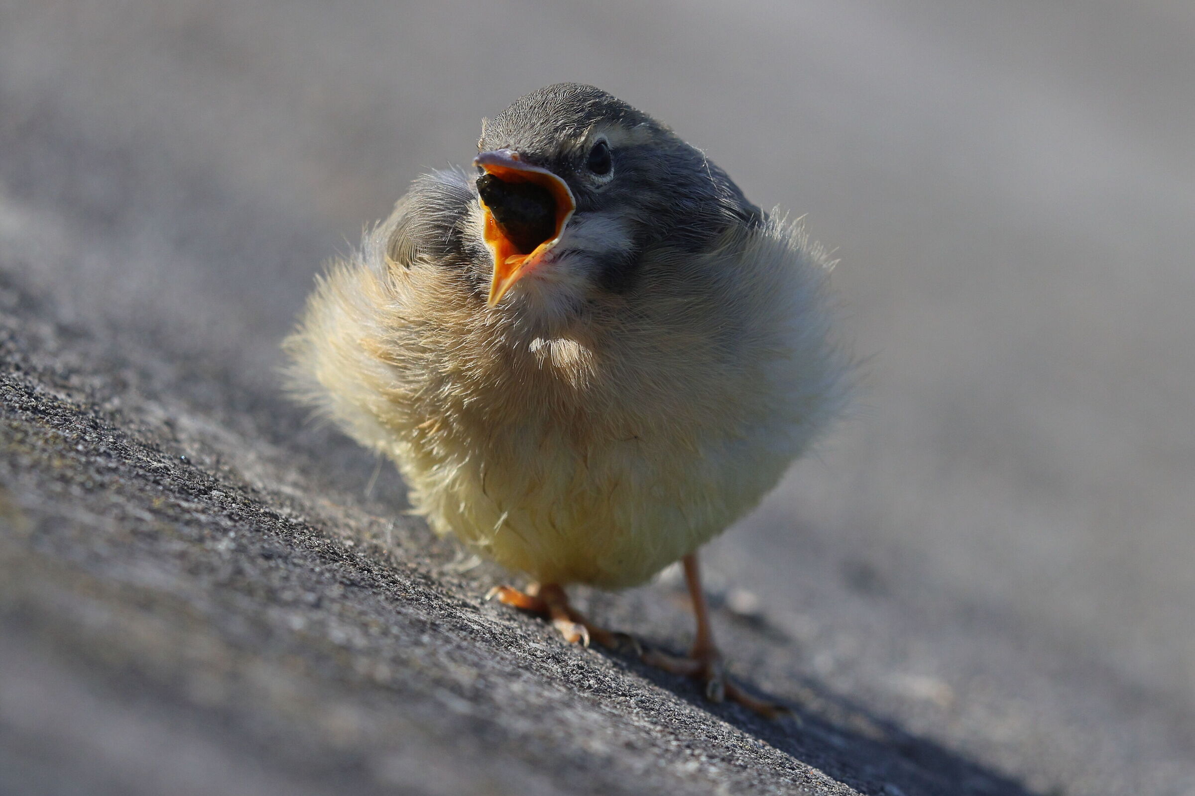 L'espulsione della borra