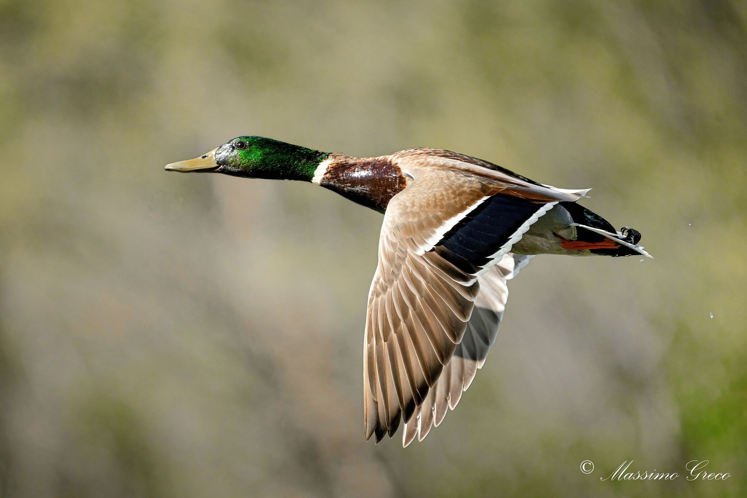 Germano reale (Anas platyrhynchos)