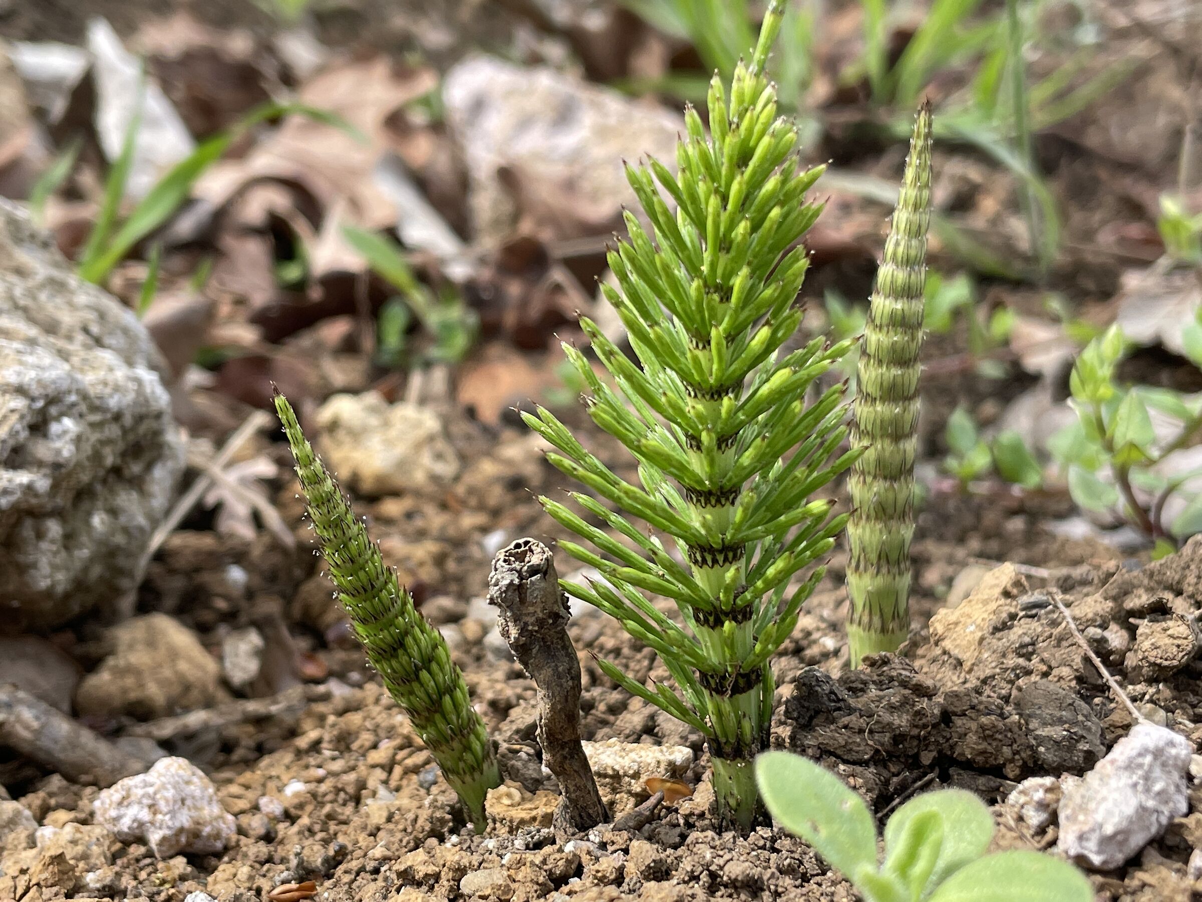 Foresta mini