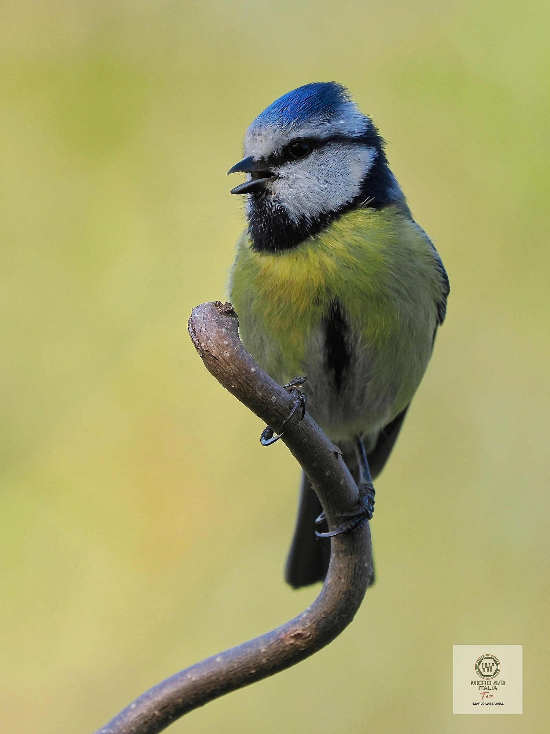 singing