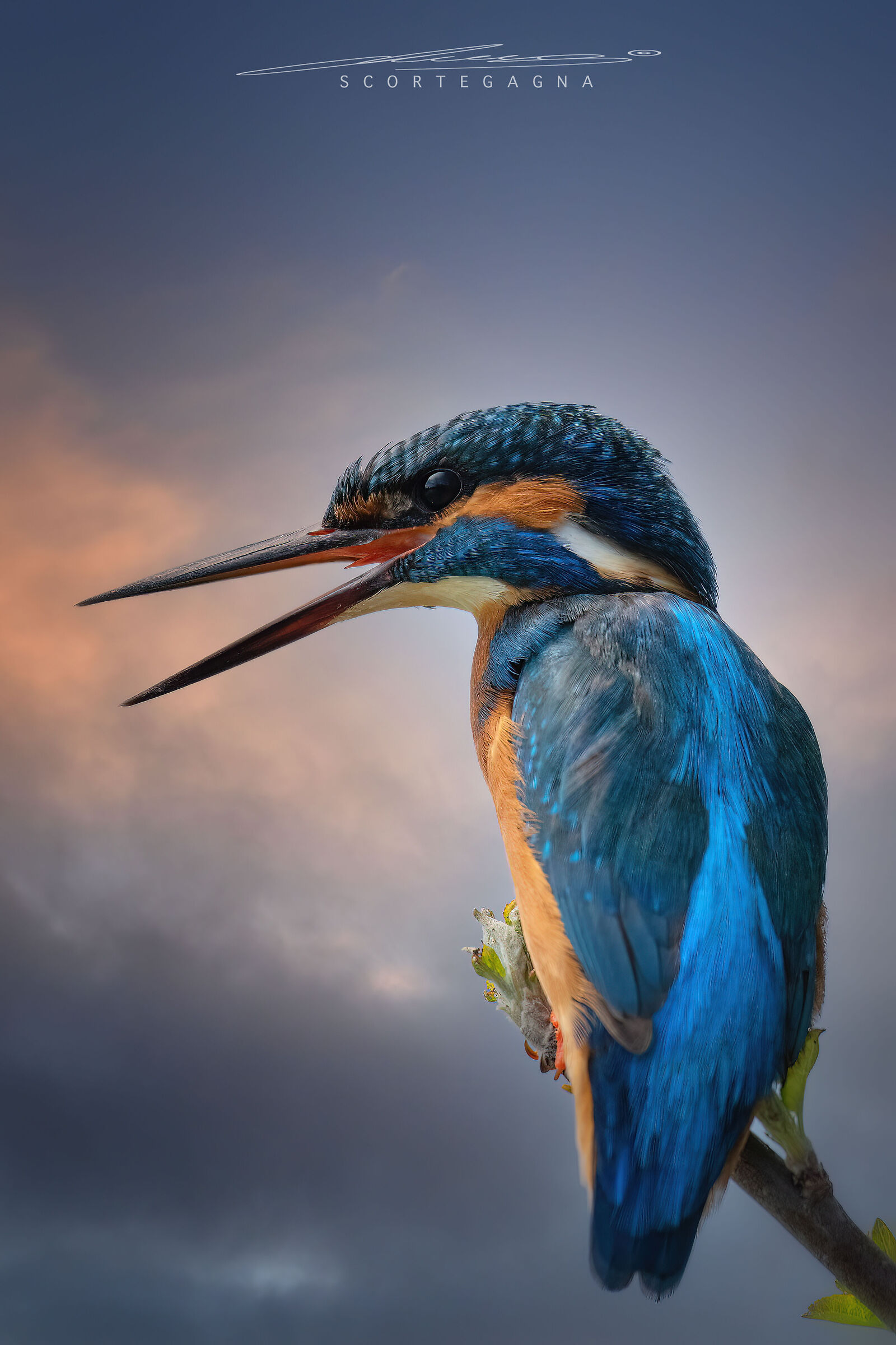 Martin Pescatore