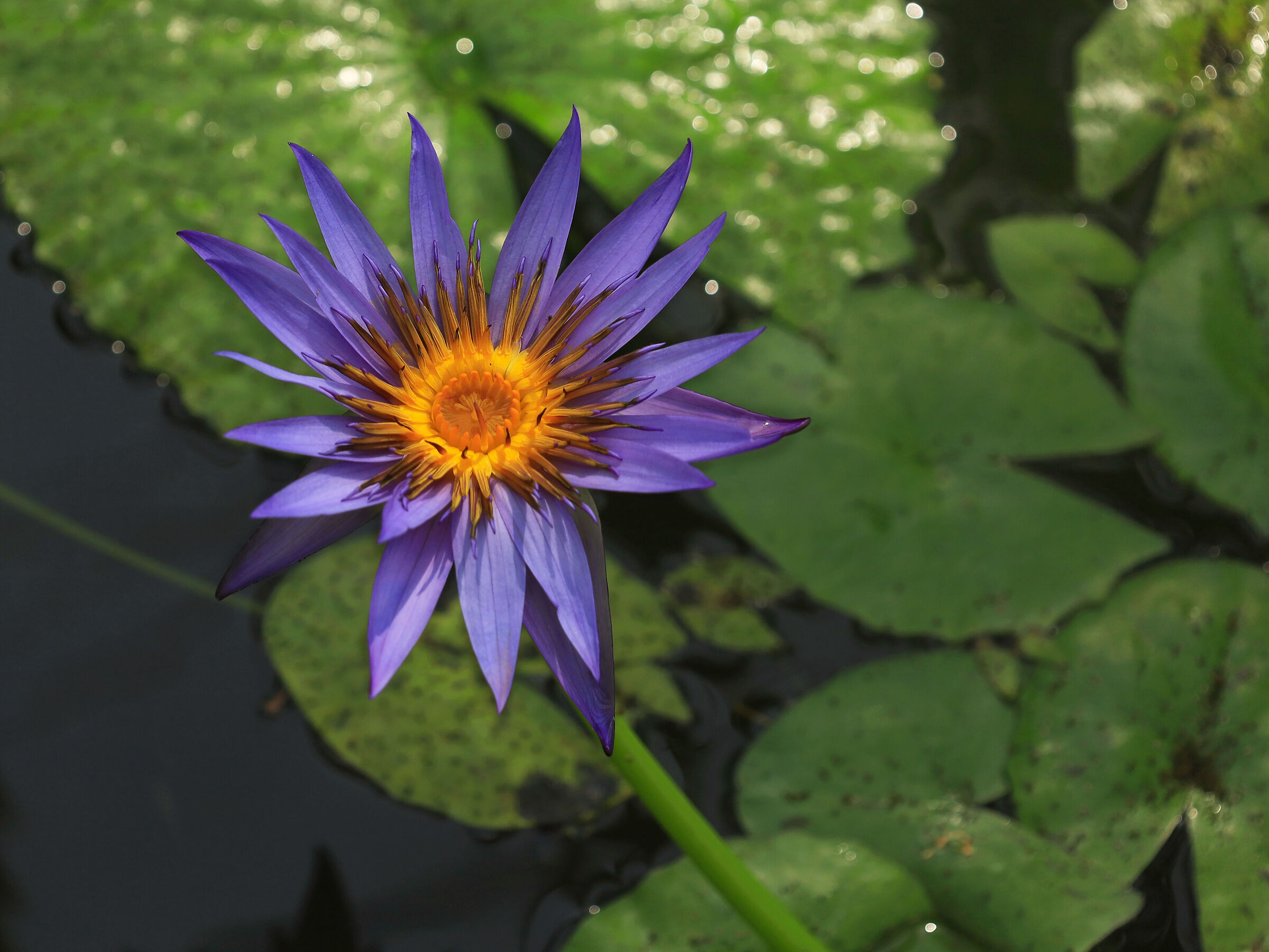 The colors of spring - 3