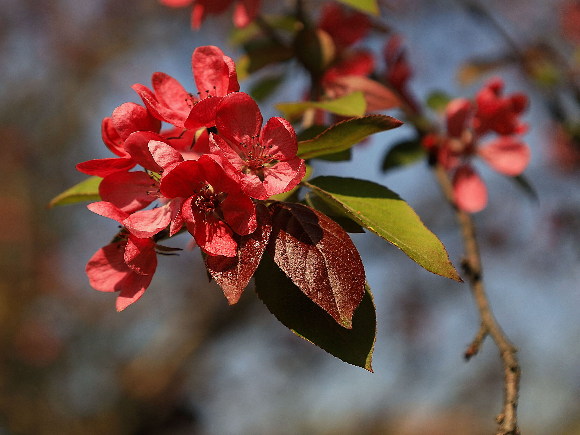 The colors of spring - 4