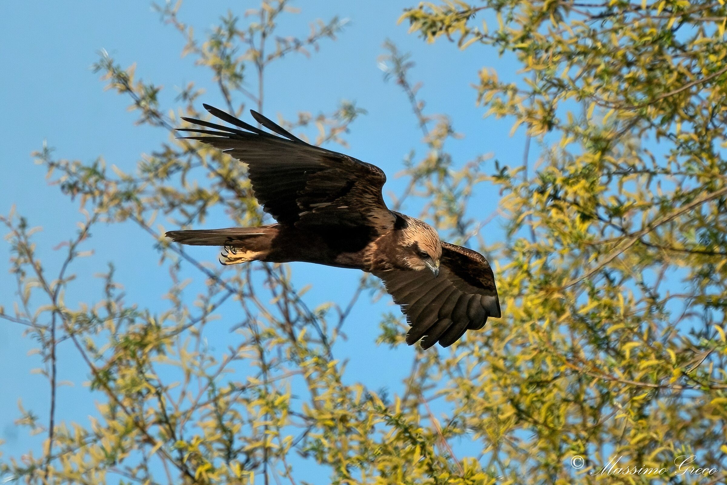 Falco di palude (Circus aeruginosus)