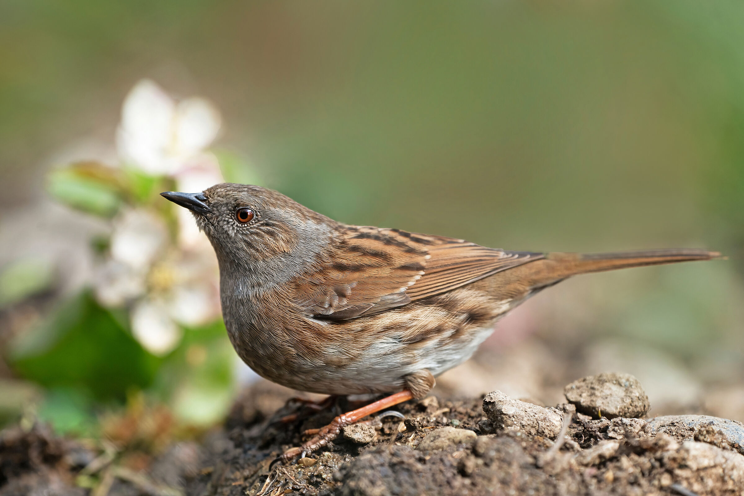 Dunnock.