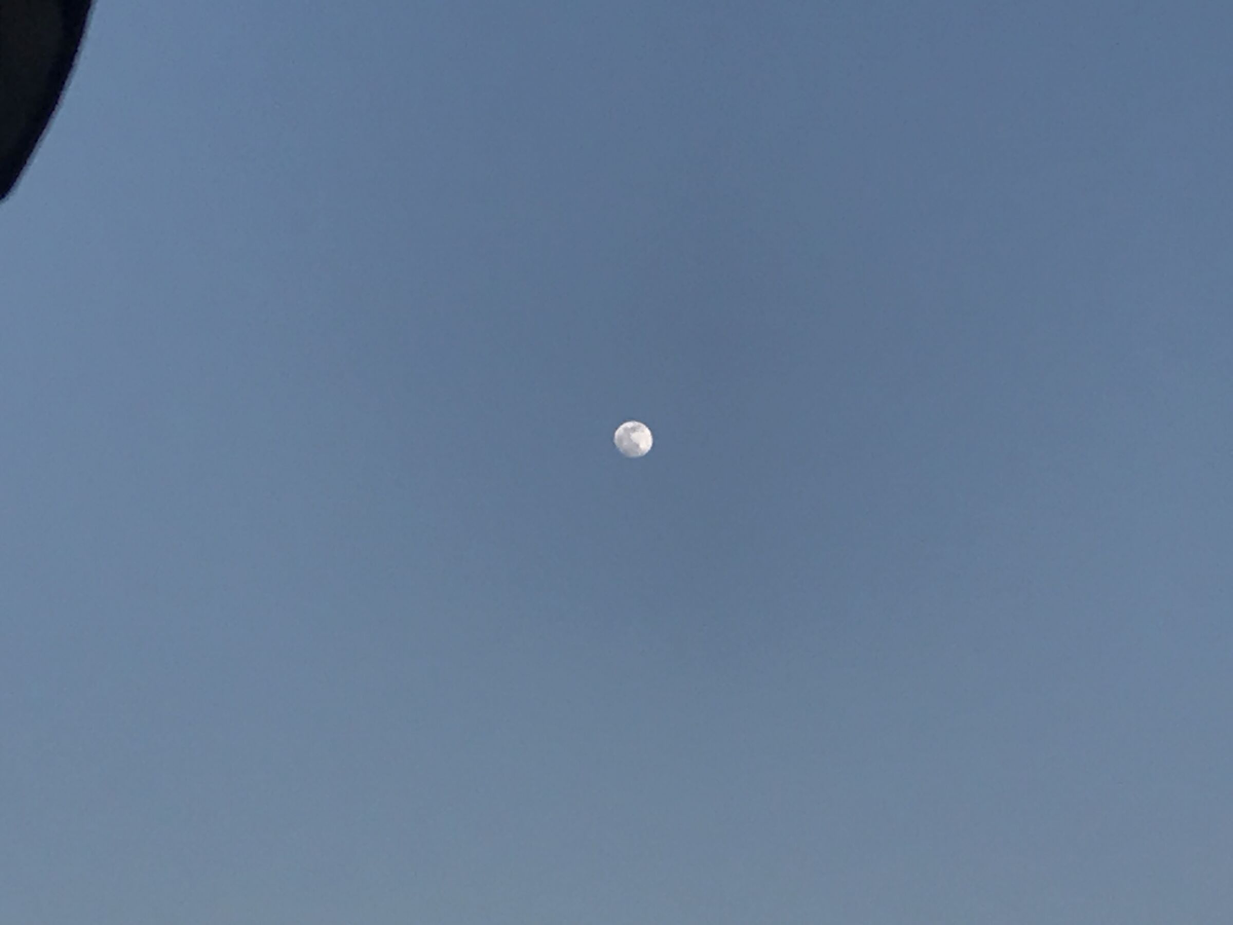 Luna … moonbotica 2022