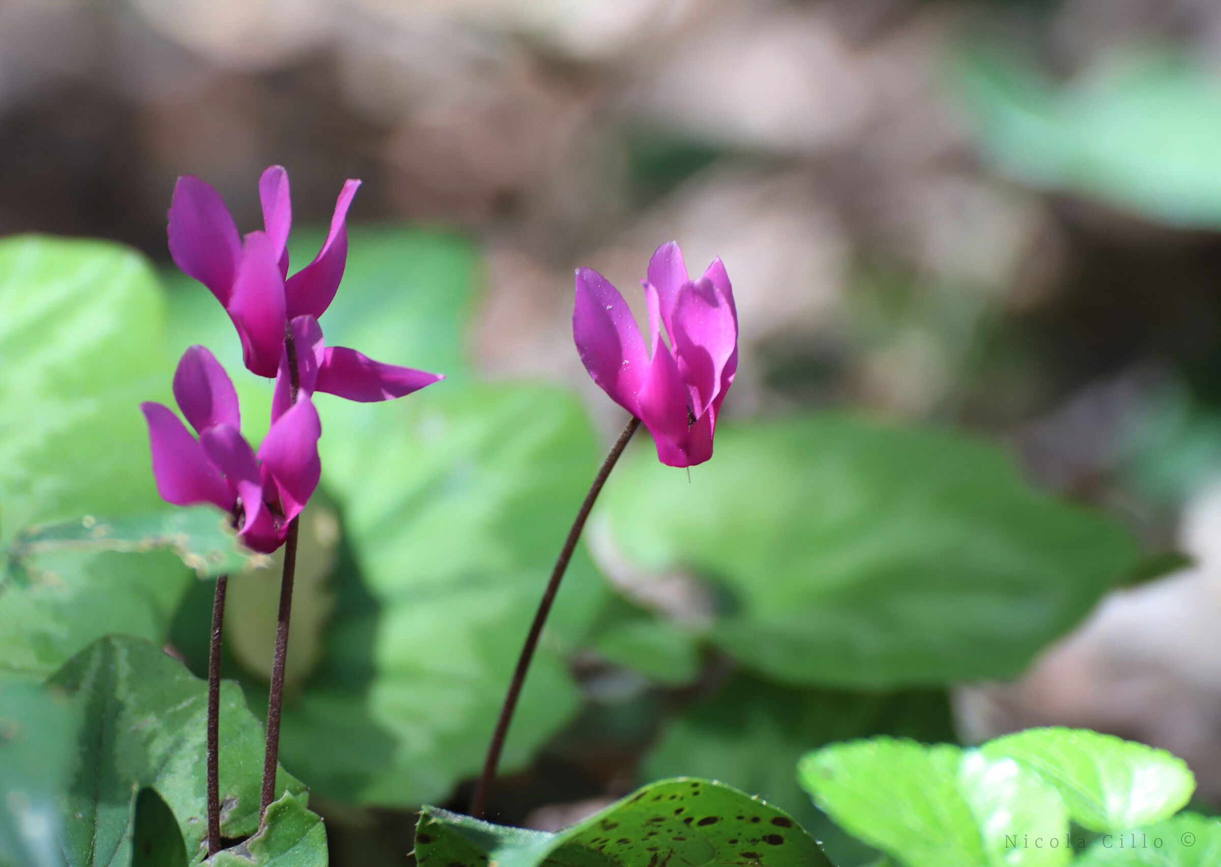 Cyclamen repandum