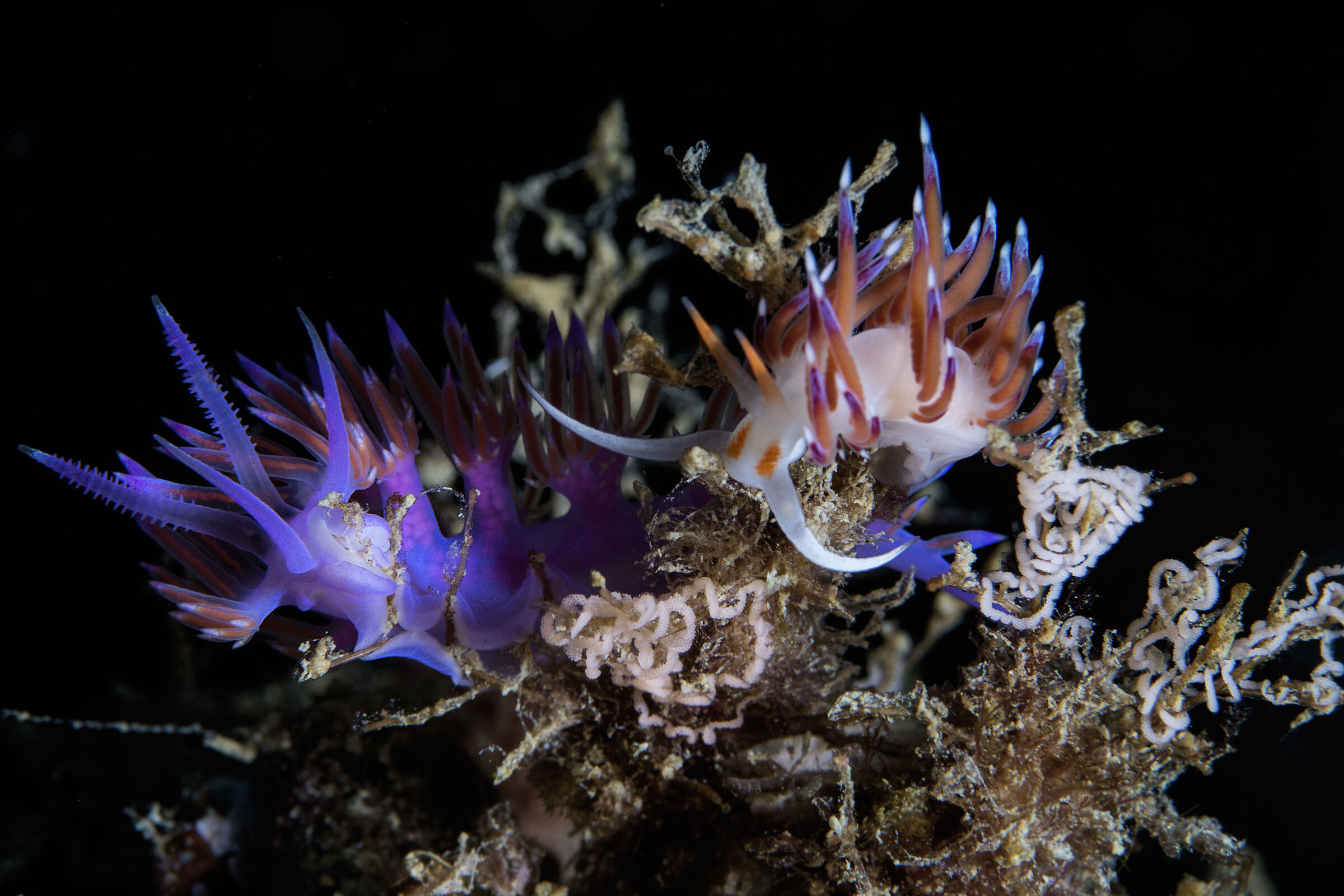 Uova di Pasqua "alternative"