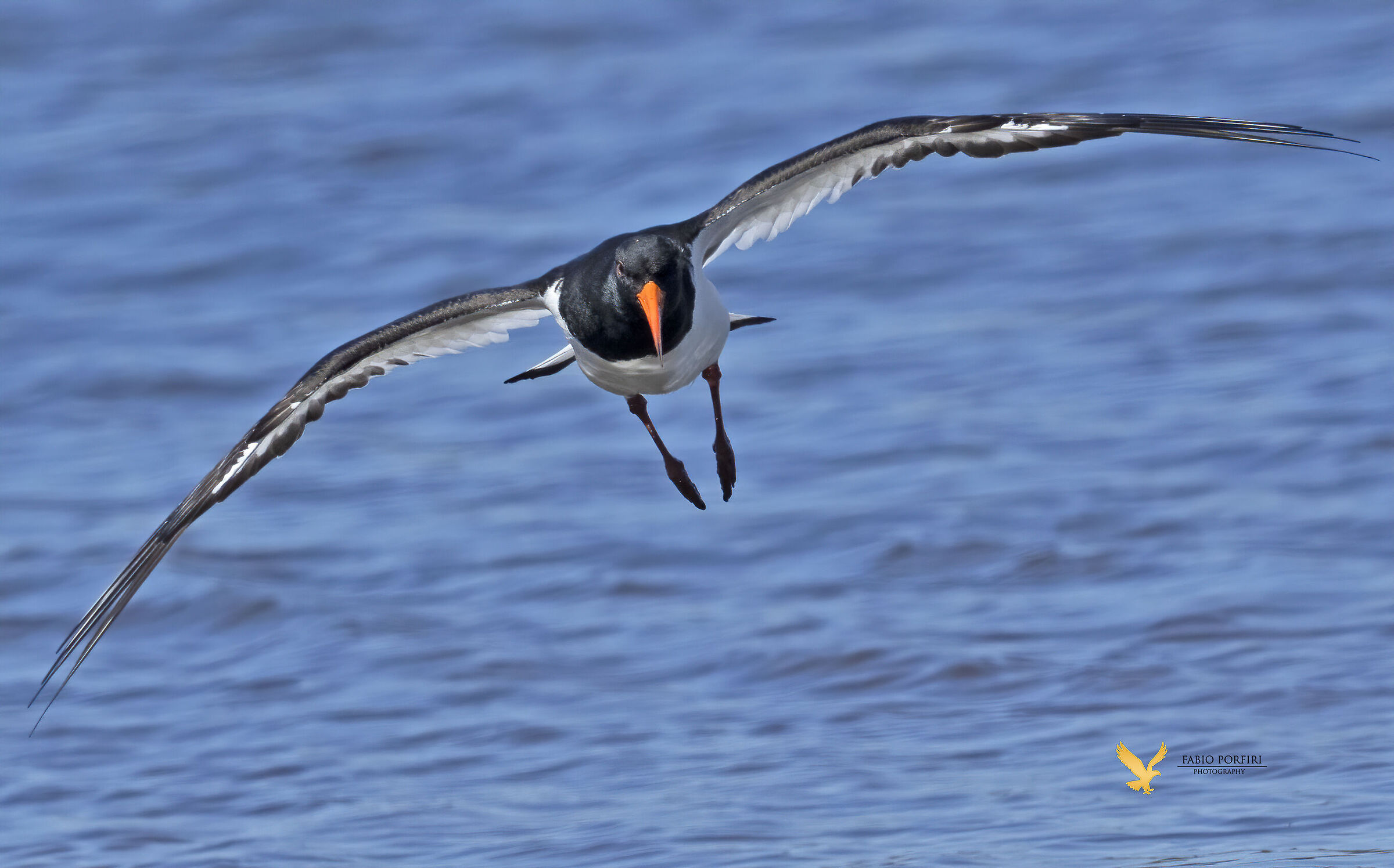 towards me ... woodcock.... of.. swamp