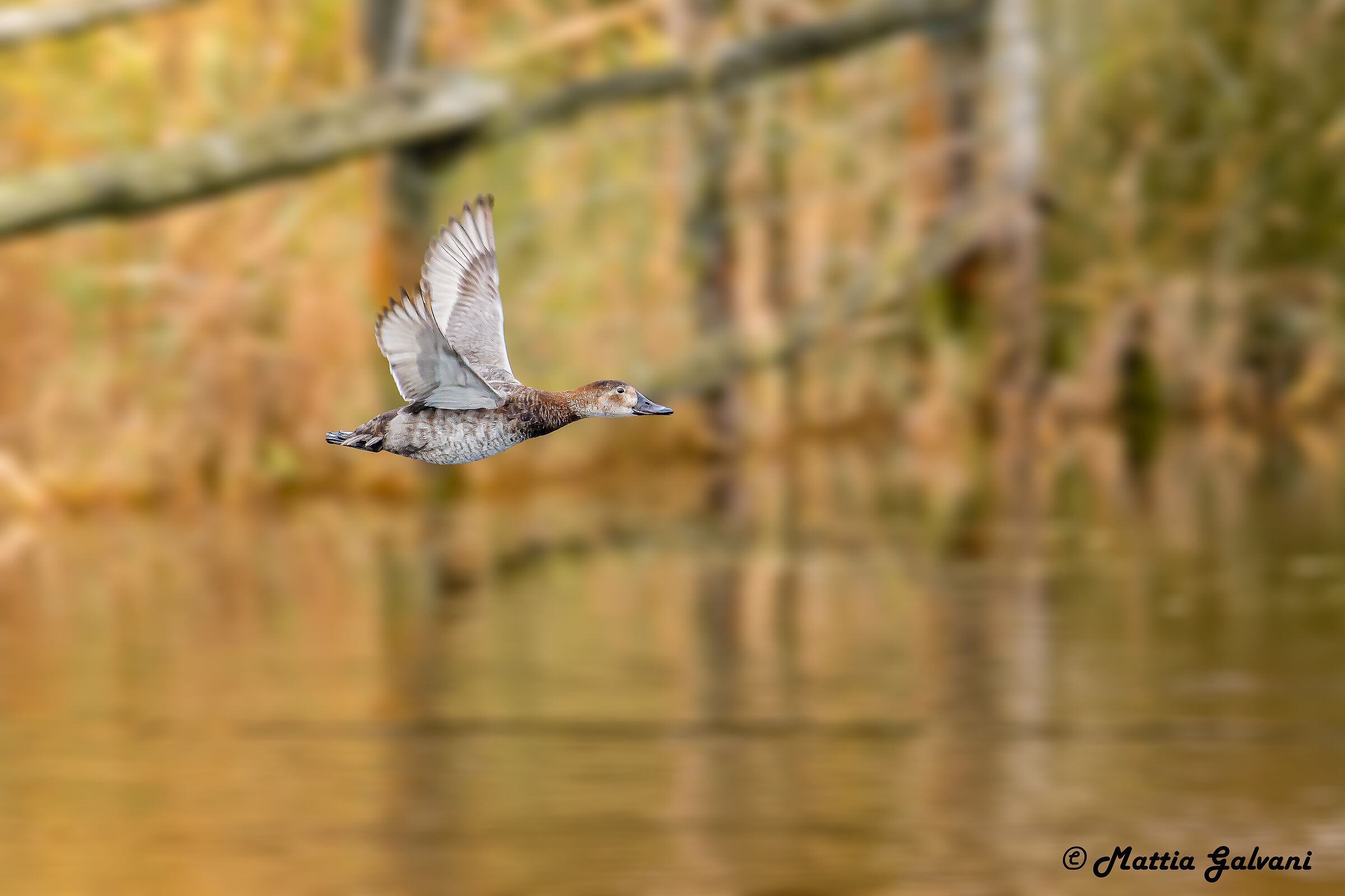 Moriglione F in volo