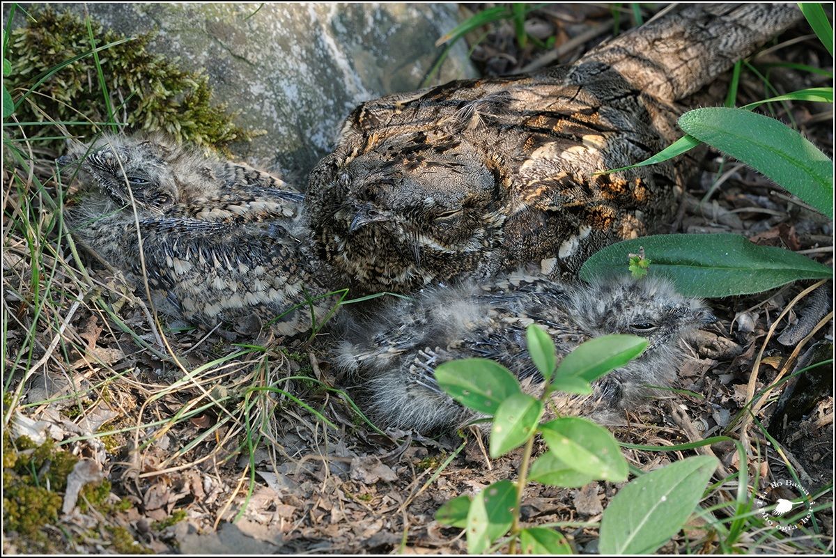 Succiacapre con i Piccoli