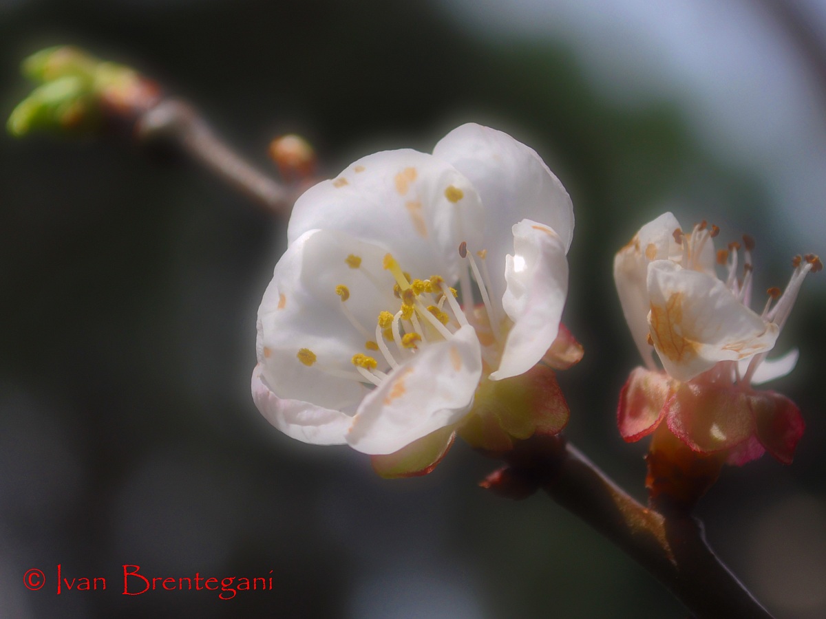 Fiore d'albicocco
