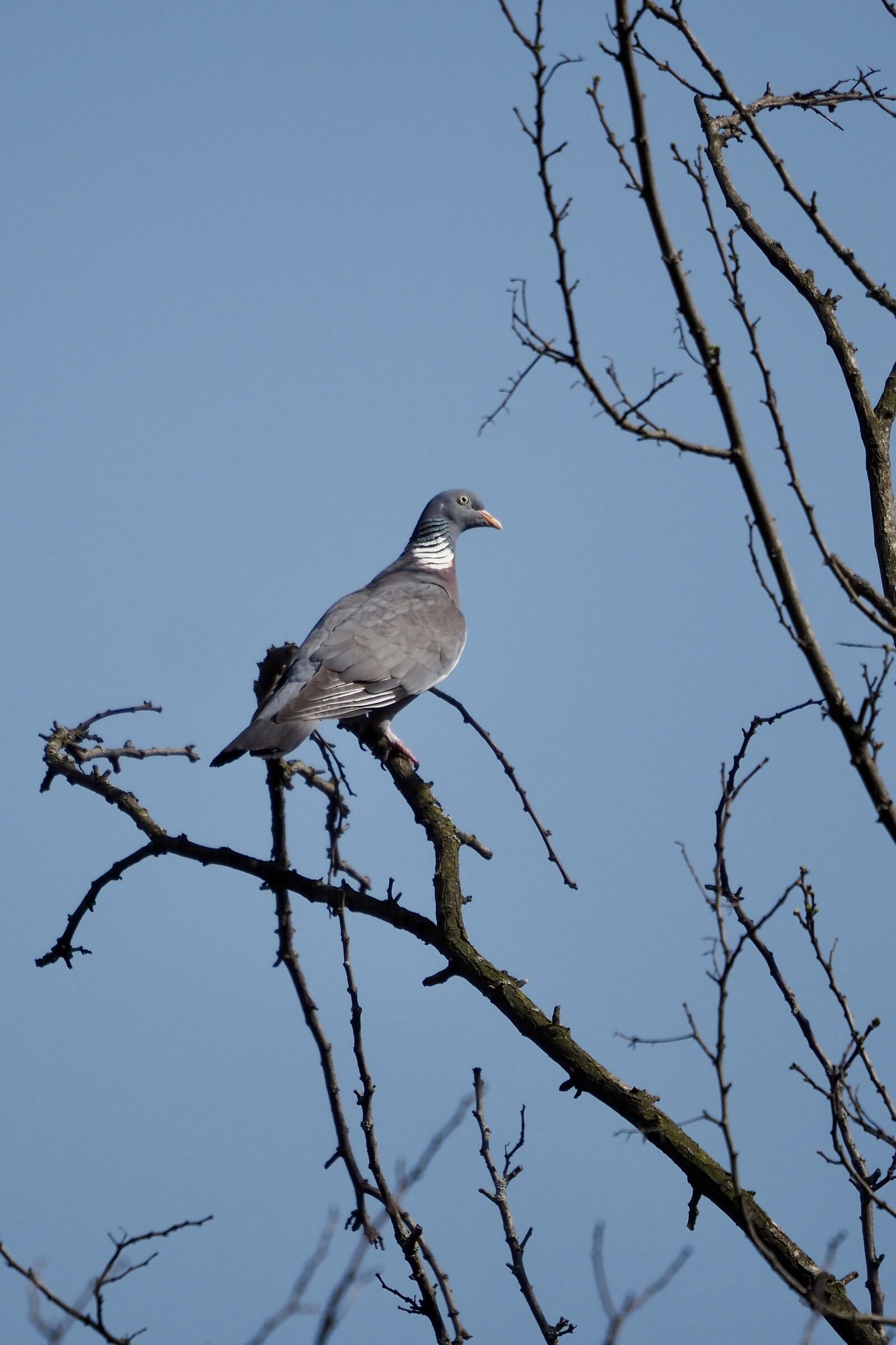 Wood pigeon