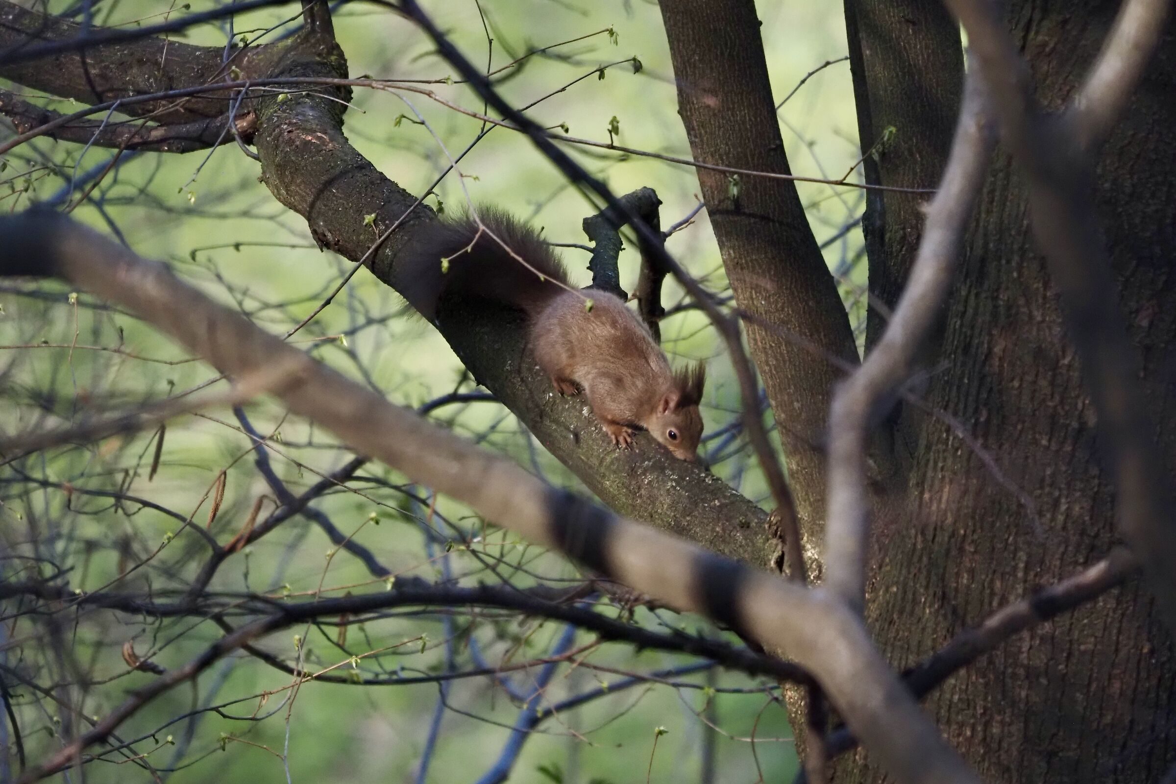 Common squirrel