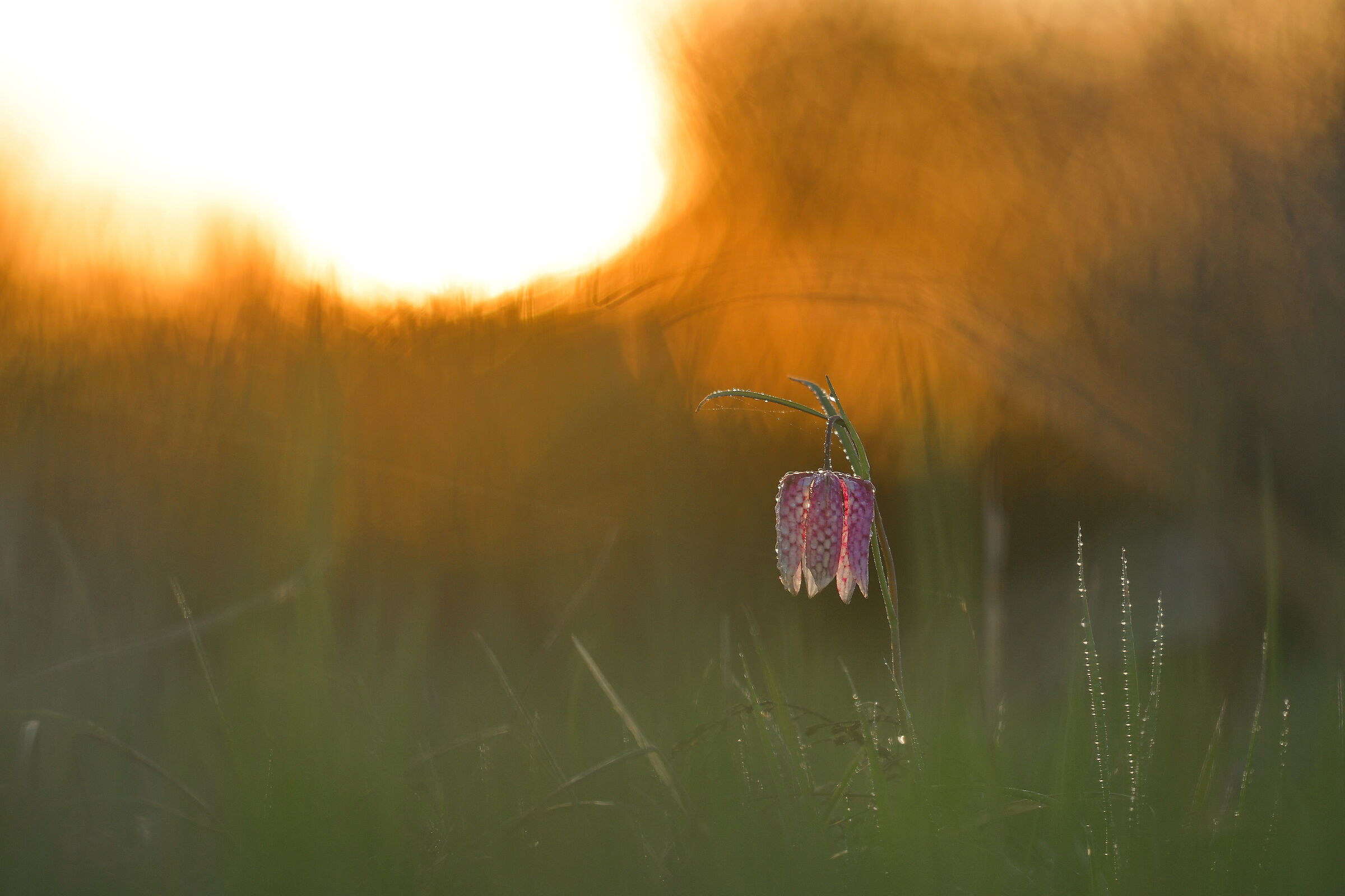 Fritillaria meleagris