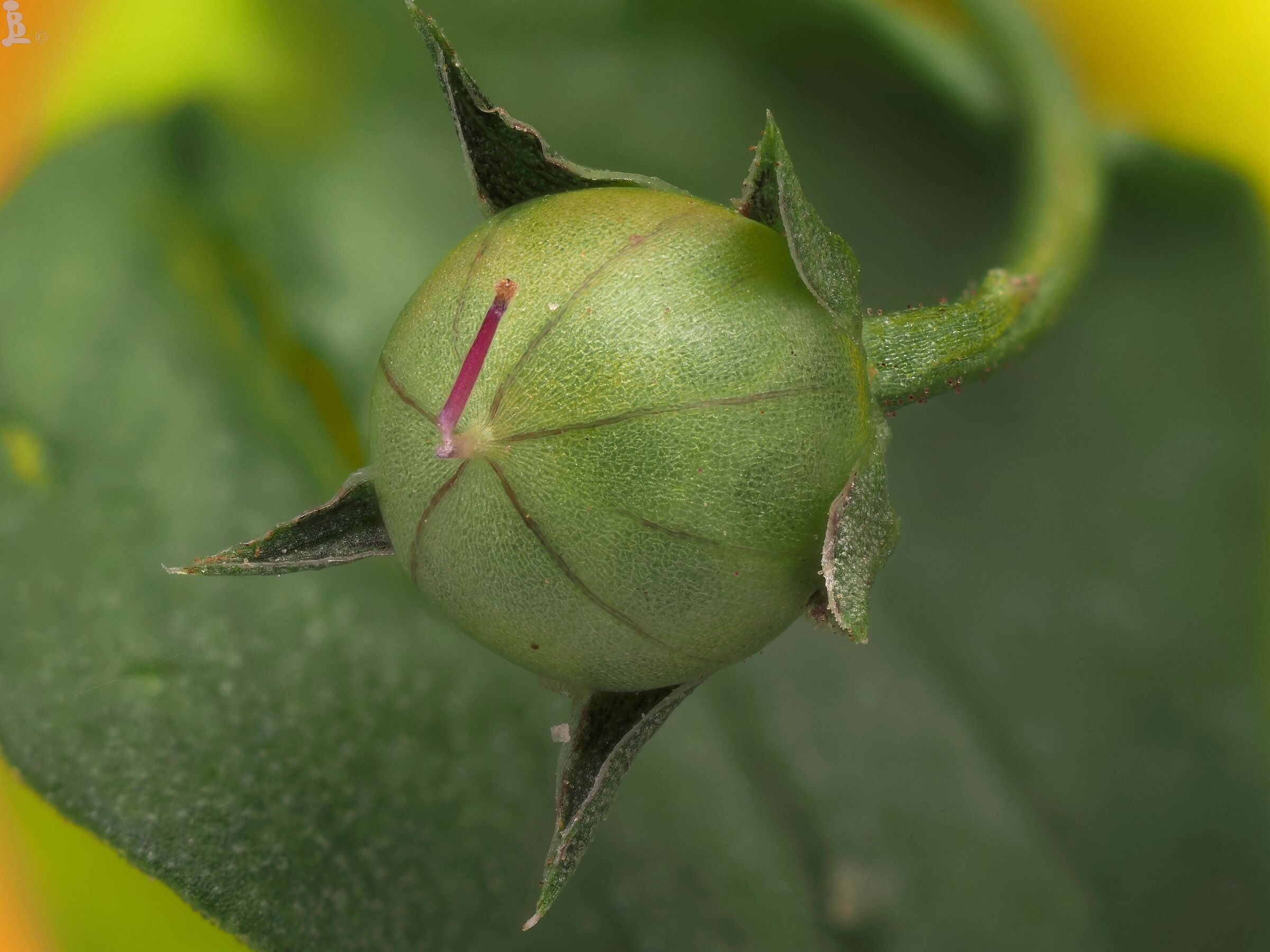 Frutto anagallis arvensis