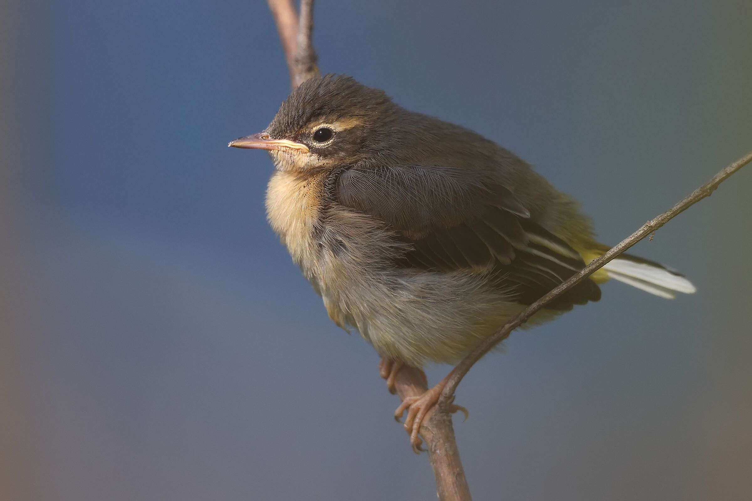 Pullo di ballerina gialla